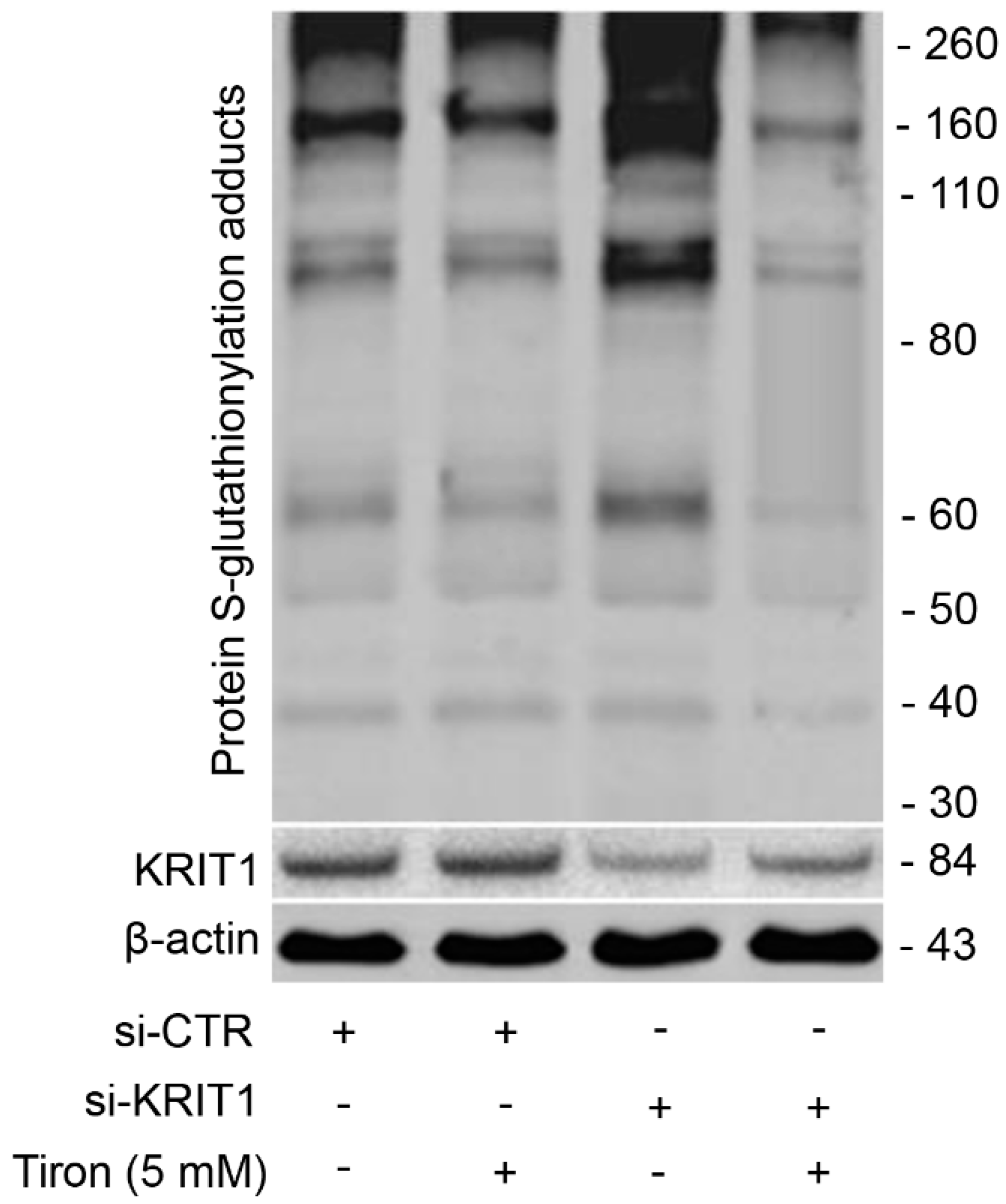Antioxidants 08 00027 g007