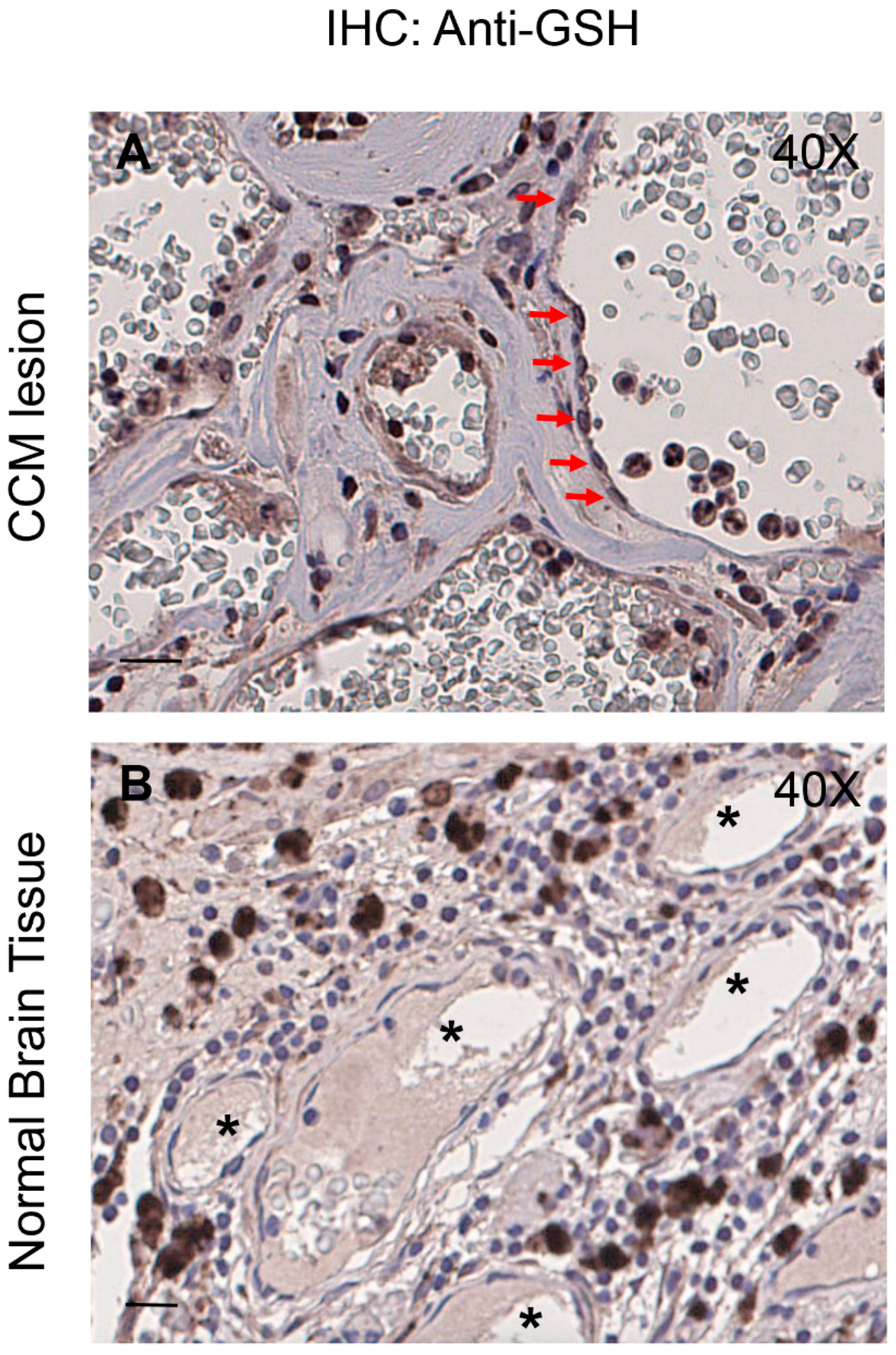 Antioxidants 08 00027 g008