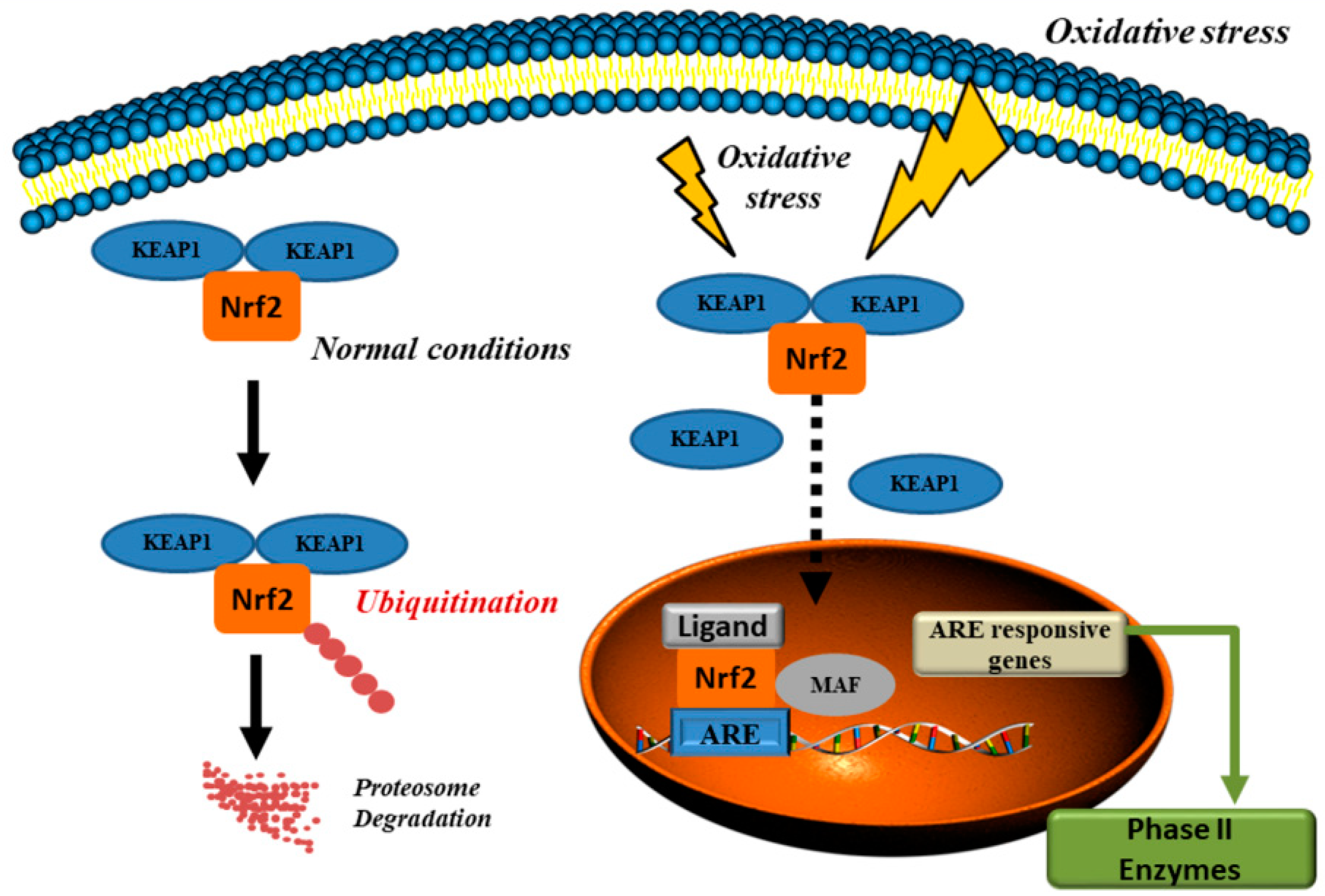 Antioxidants 08 00028 g002