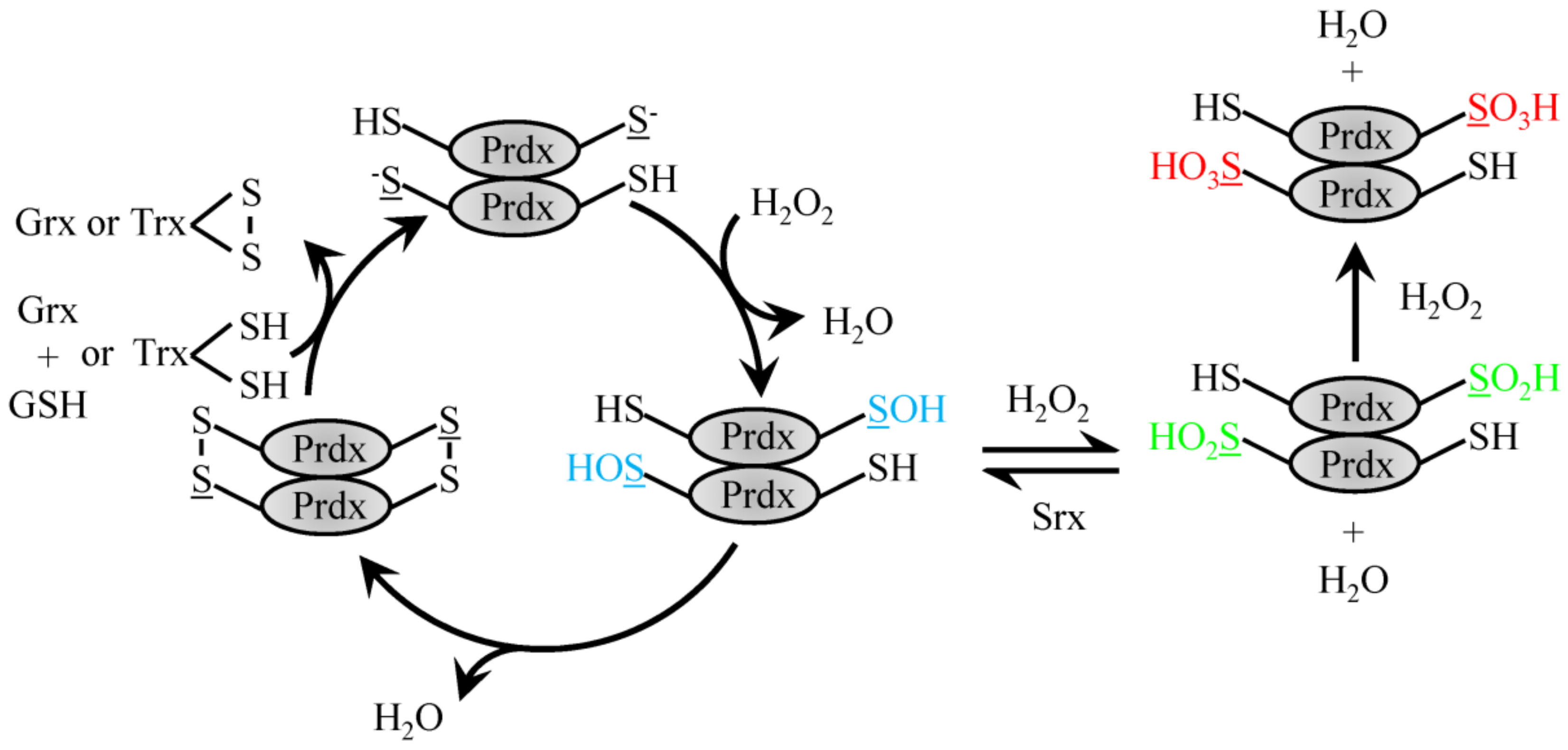 Antioxidants 08 00029 g001