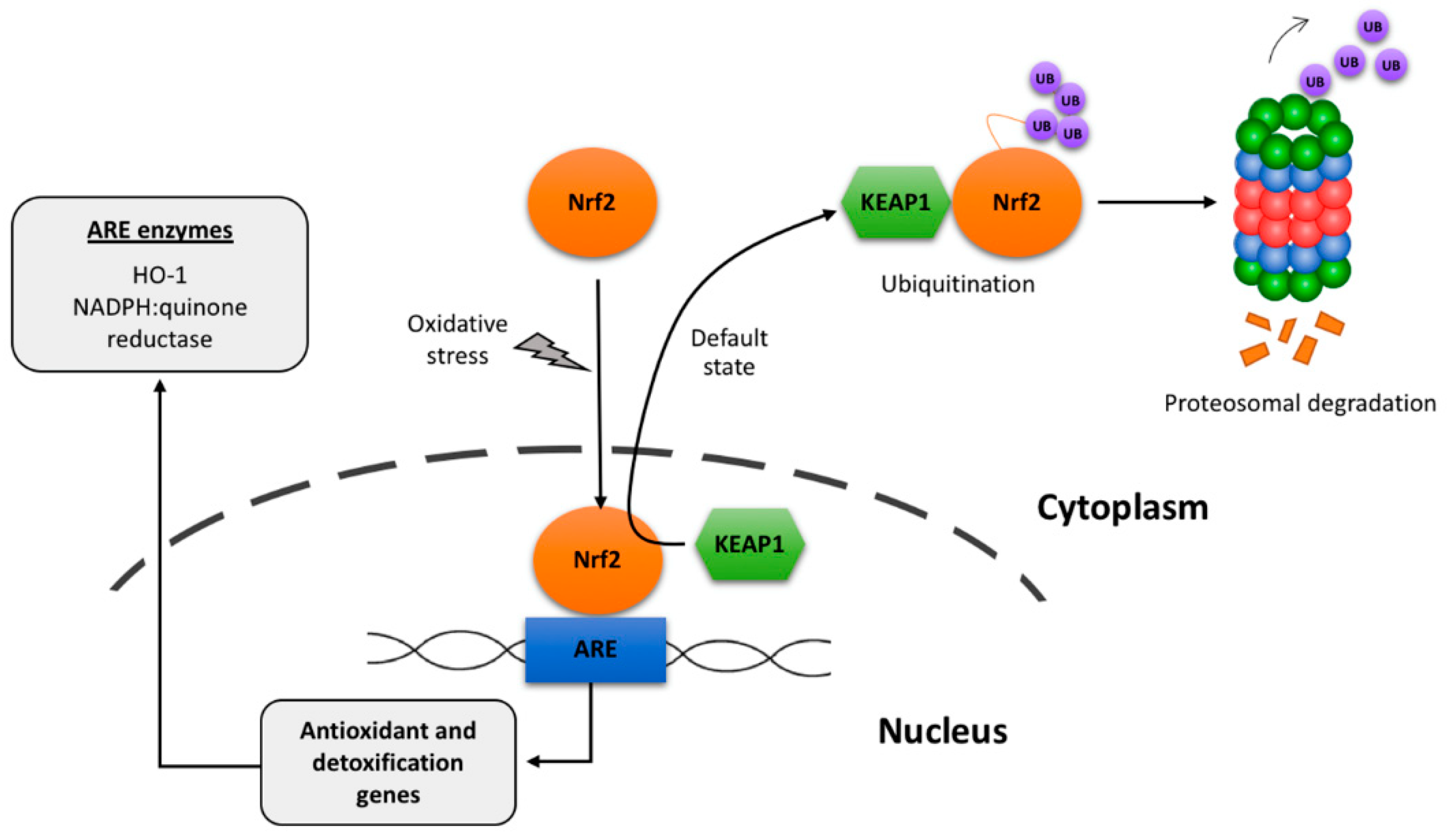 Antioxidants 08 00046 g002