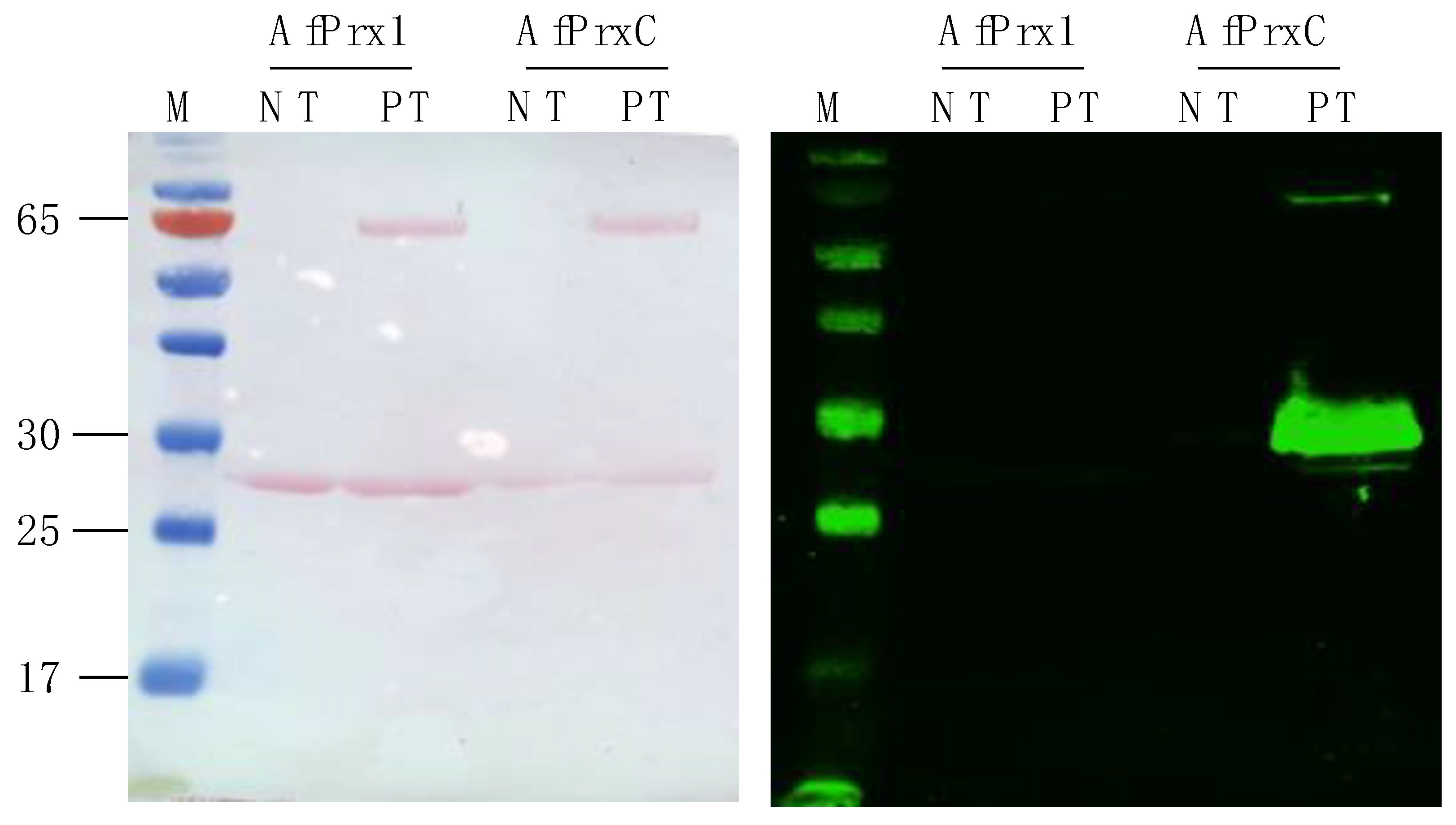 Antioxidants 08 00052 g005