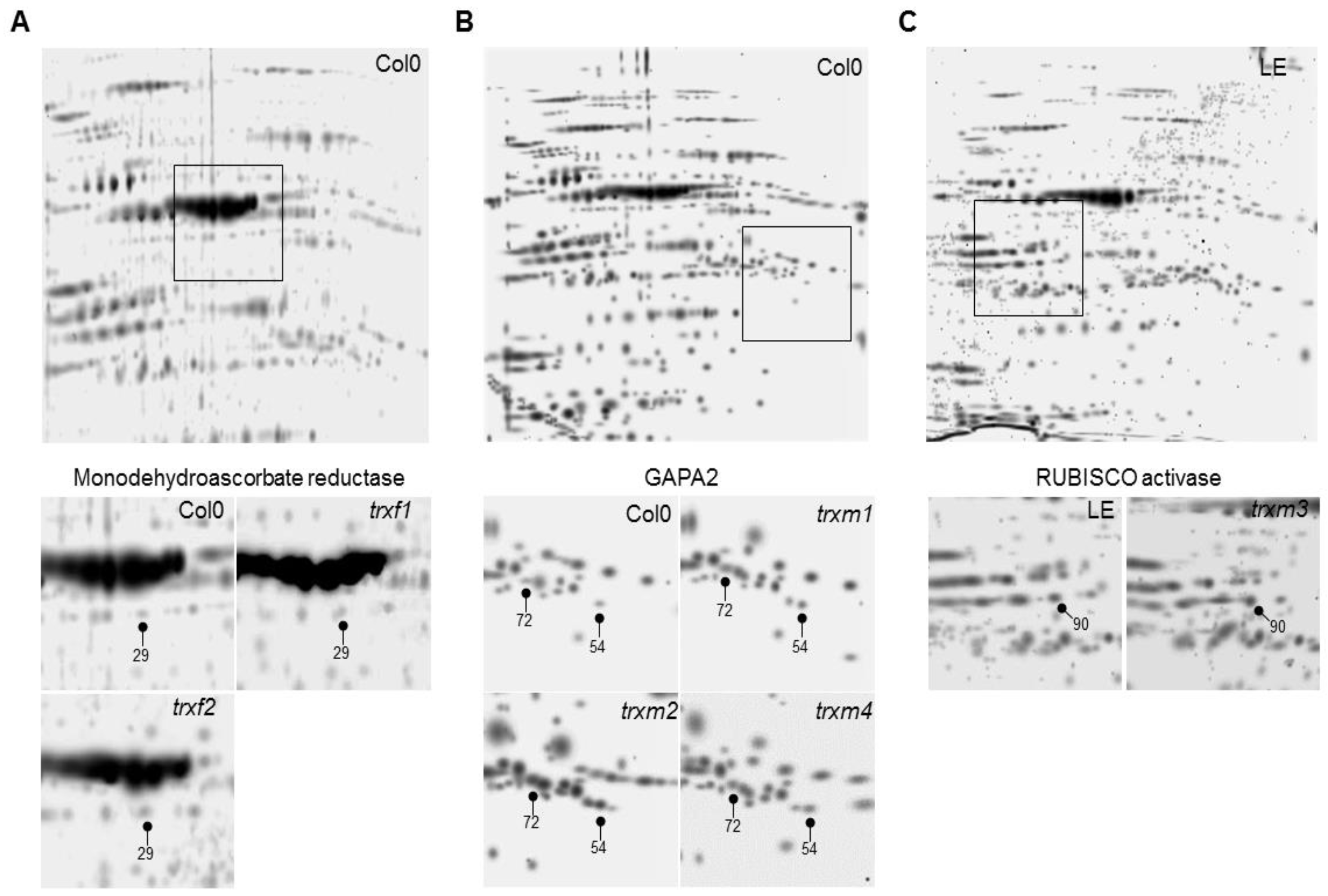 Antioxidants 08 00054 g002