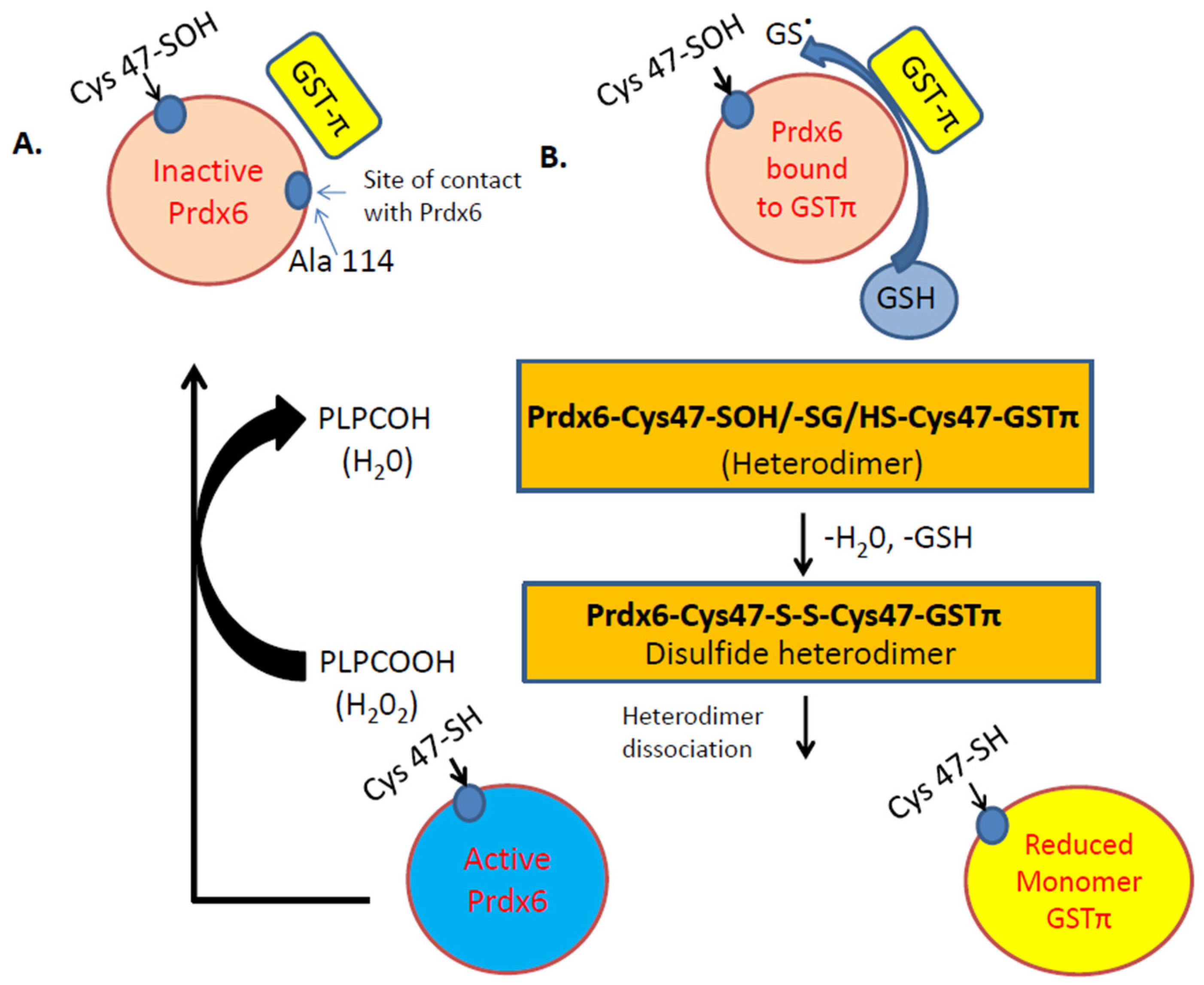Antioxidants 08 00063 g002