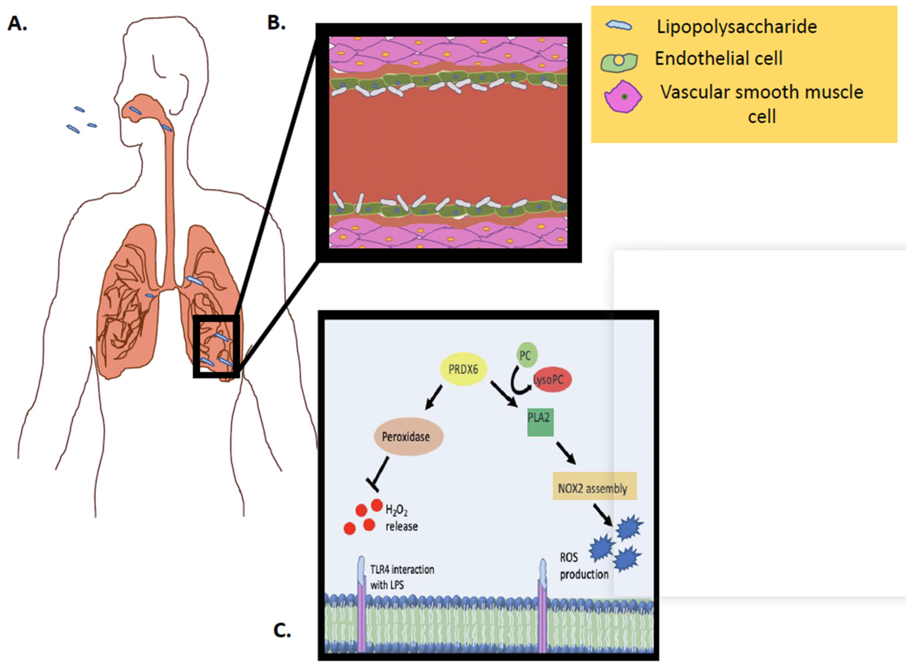 Antioxidants 08 00063 g003