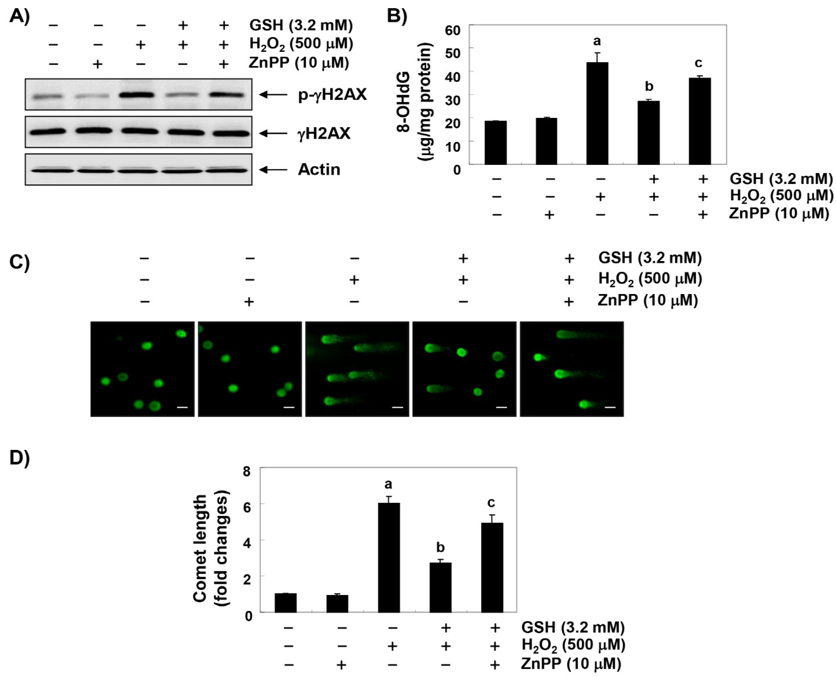 Antioxidants 08 00082 g005