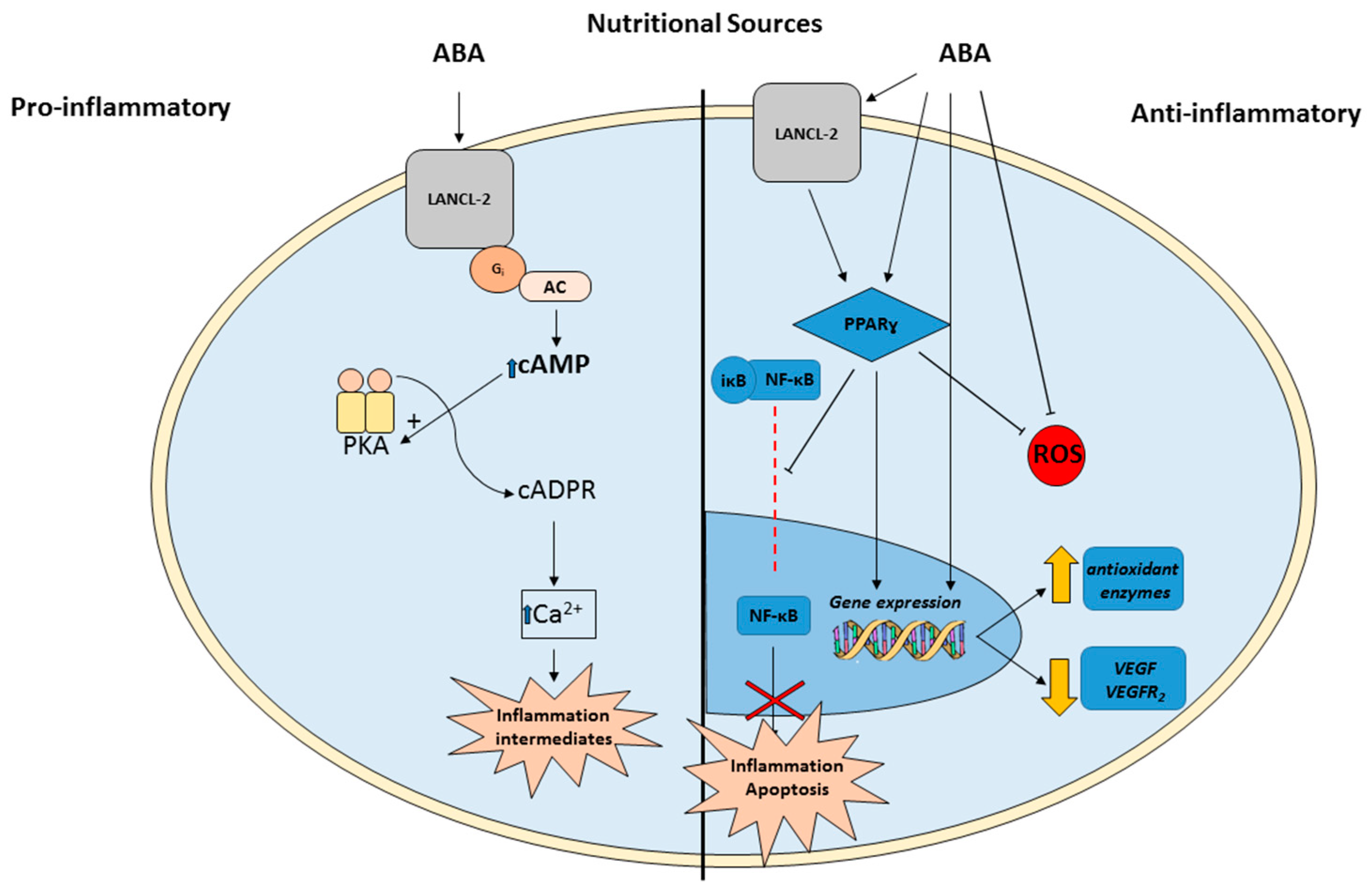 Antioxidants 08 00104 g002 Antioxidants 08 00104 g002