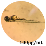 Antioxidants 08 00108 i003 Antioxidants 08 00108 i003