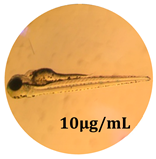 Antioxidants 08 00108 i005 Antioxidants 08 00108 i005