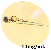 Antioxidants 08 00108 i006 Antioxidants 08 00108 i006