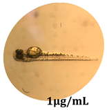 Antioxidants 08 00108 i007 Antioxidants 08 00108 i007