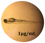 Antioxidants 08 00108 i008 Antioxidants 08 00108 i008