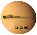 Antioxidants 08 00108 i009 Antioxidants 08 00108 i009