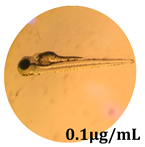 Antioxidants 08 00108 i010 Antioxidants 08 00108 i010