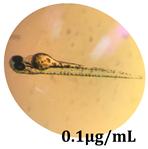 Antioxidants 08 00108 i011 Antioxidants 08 00108 i011