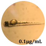 Antioxidants 08 00108 i012 Antioxidants 08 00108 i012