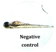 Antioxidants 08 00108 i013 Antioxidants 08 00108 i013