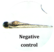 Antioxidants 08 00108 i014 Antioxidants 08 00108 i014