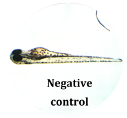 Antioxidants 08 00108 i015 Antioxidants 08 00108 i015