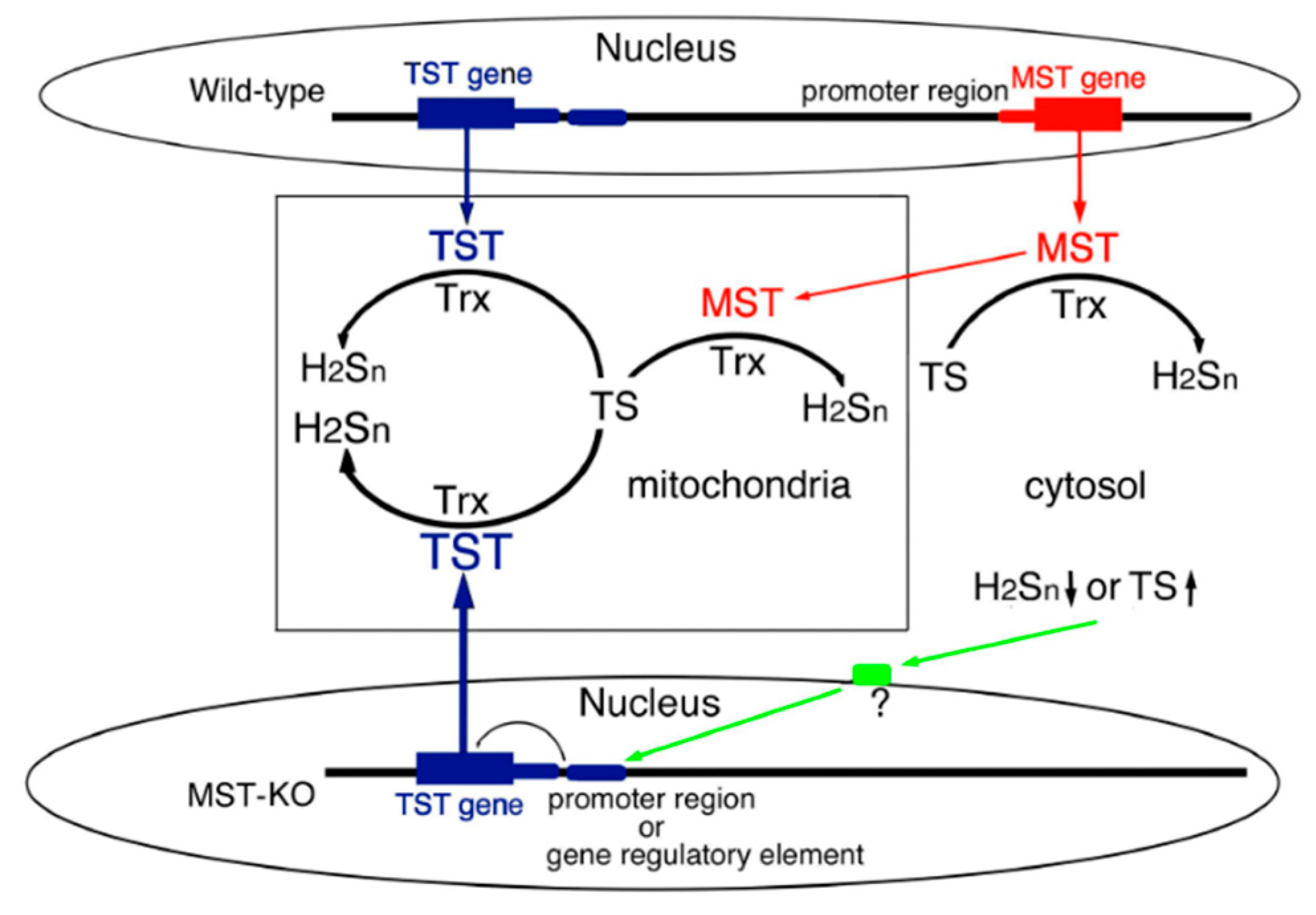 Antioxidants 08 00116 g005
