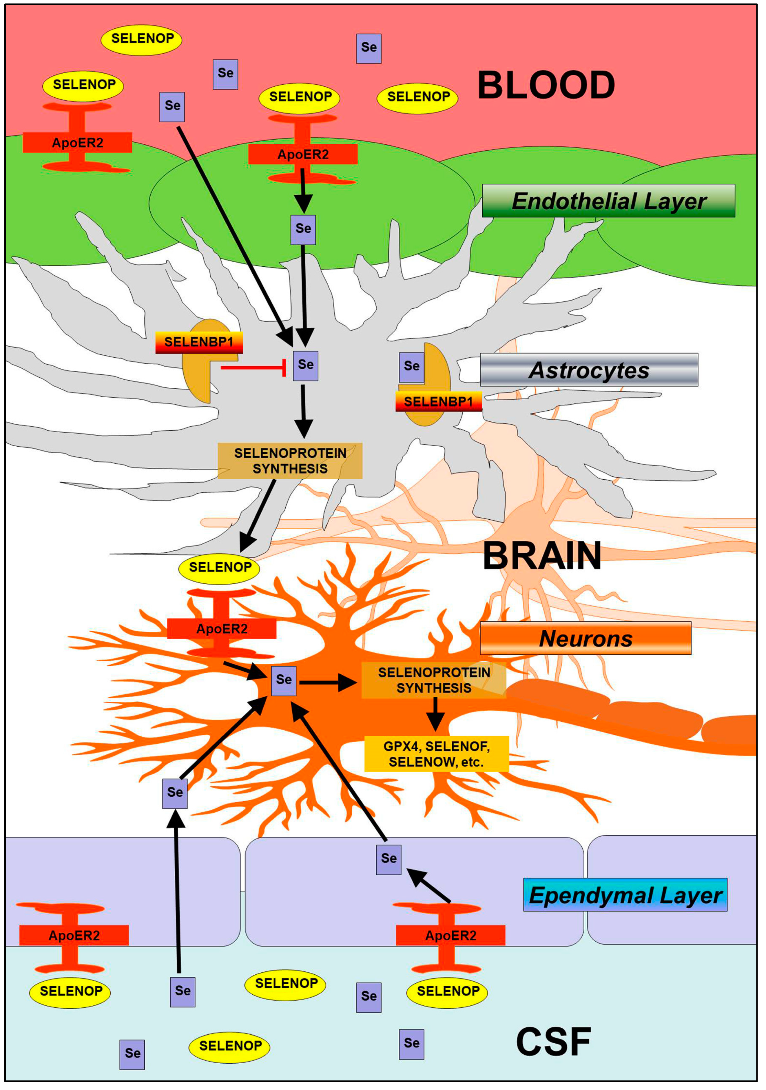 Antioxidants 08 00120 g008 Antioxidants 08 00120 g008