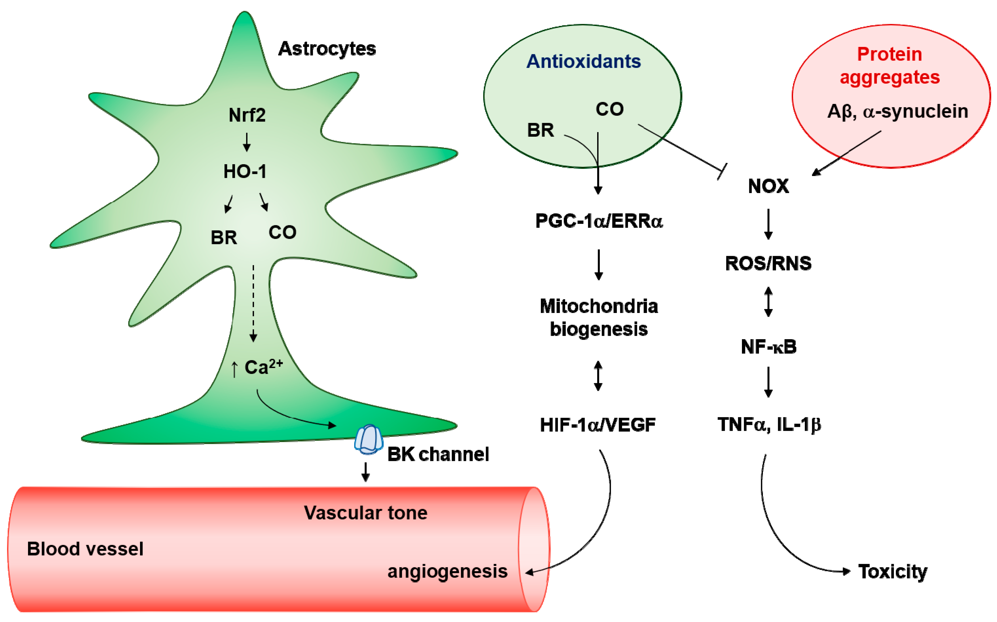 Antioxidants 08 00121 g003