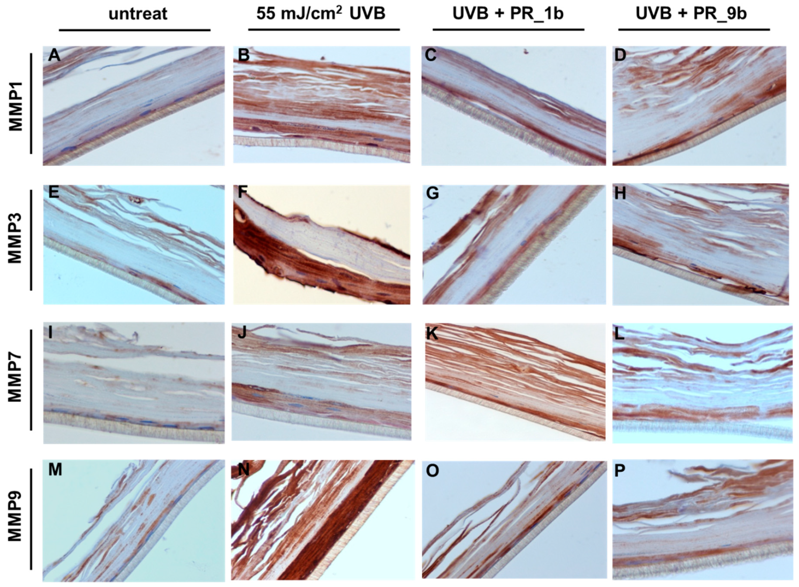 Antioxidants 08 00125 g008