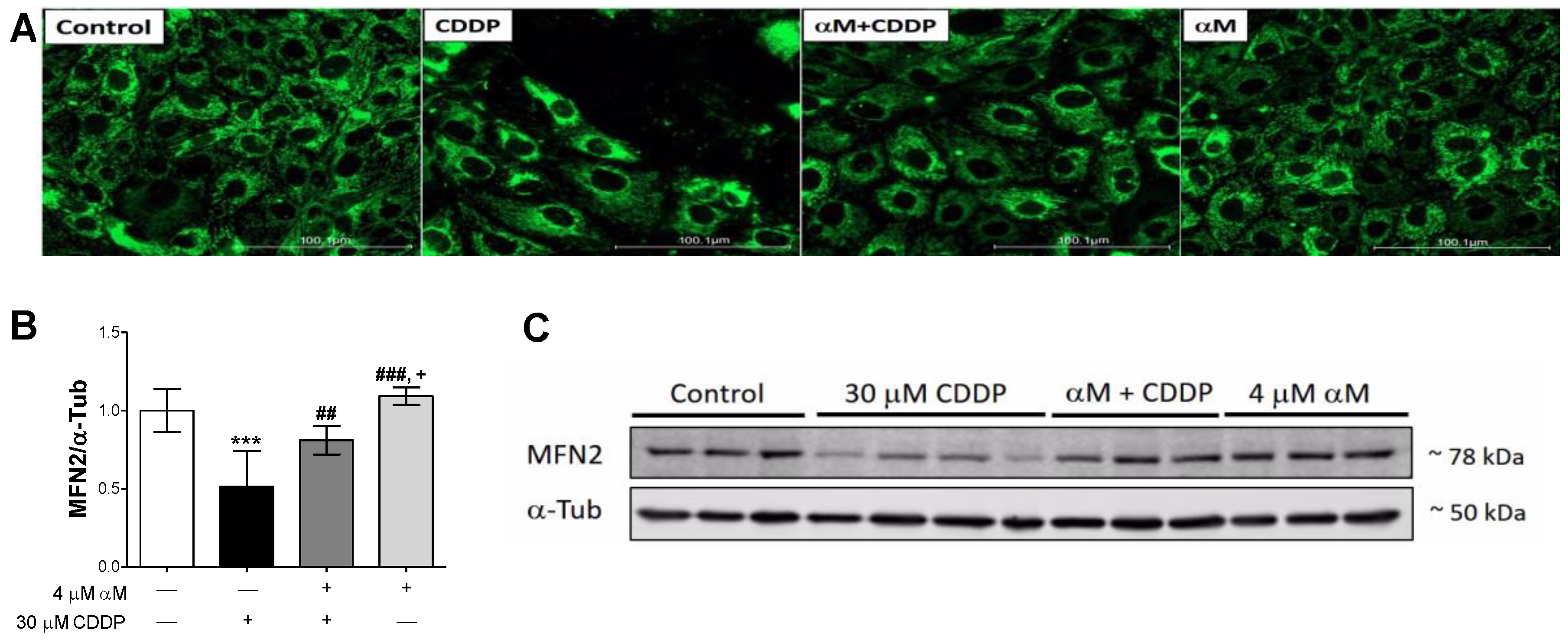 Antioxidants 08 00133 g006