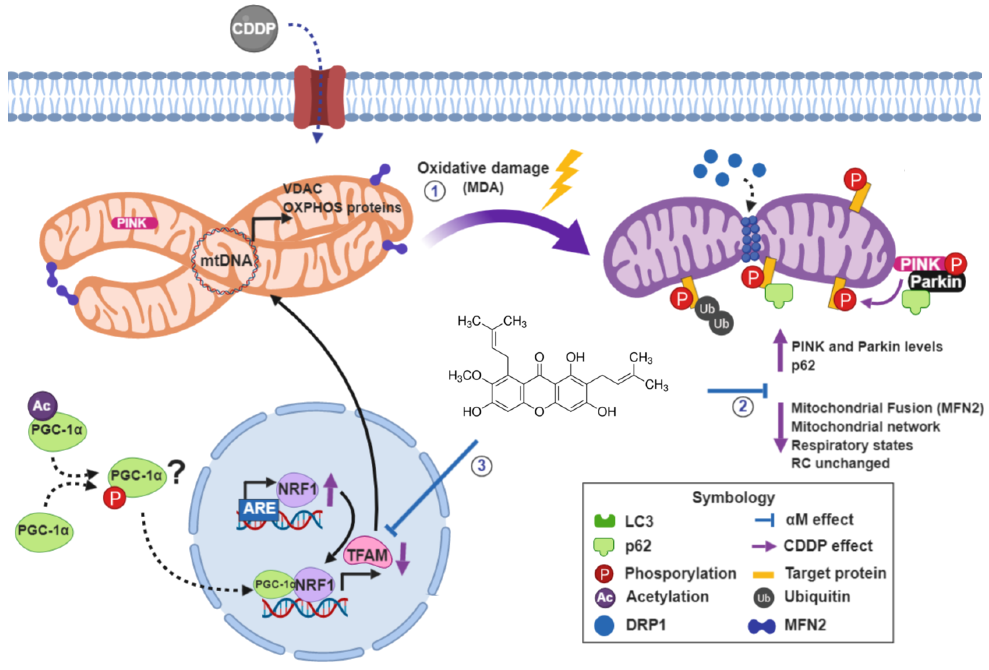 Antioxidants 08 00133 g011