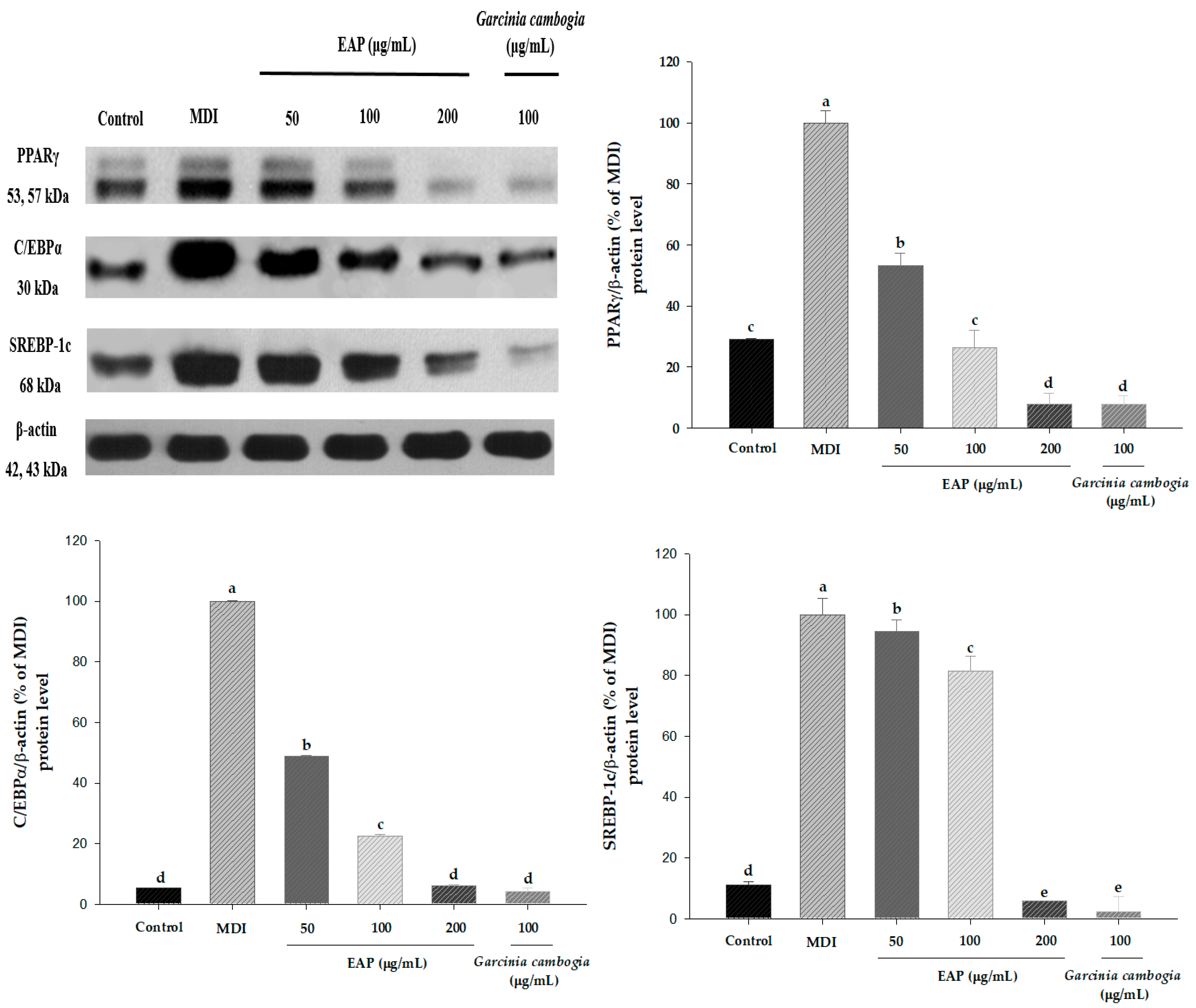 Antioxidants 08 00139 g005
