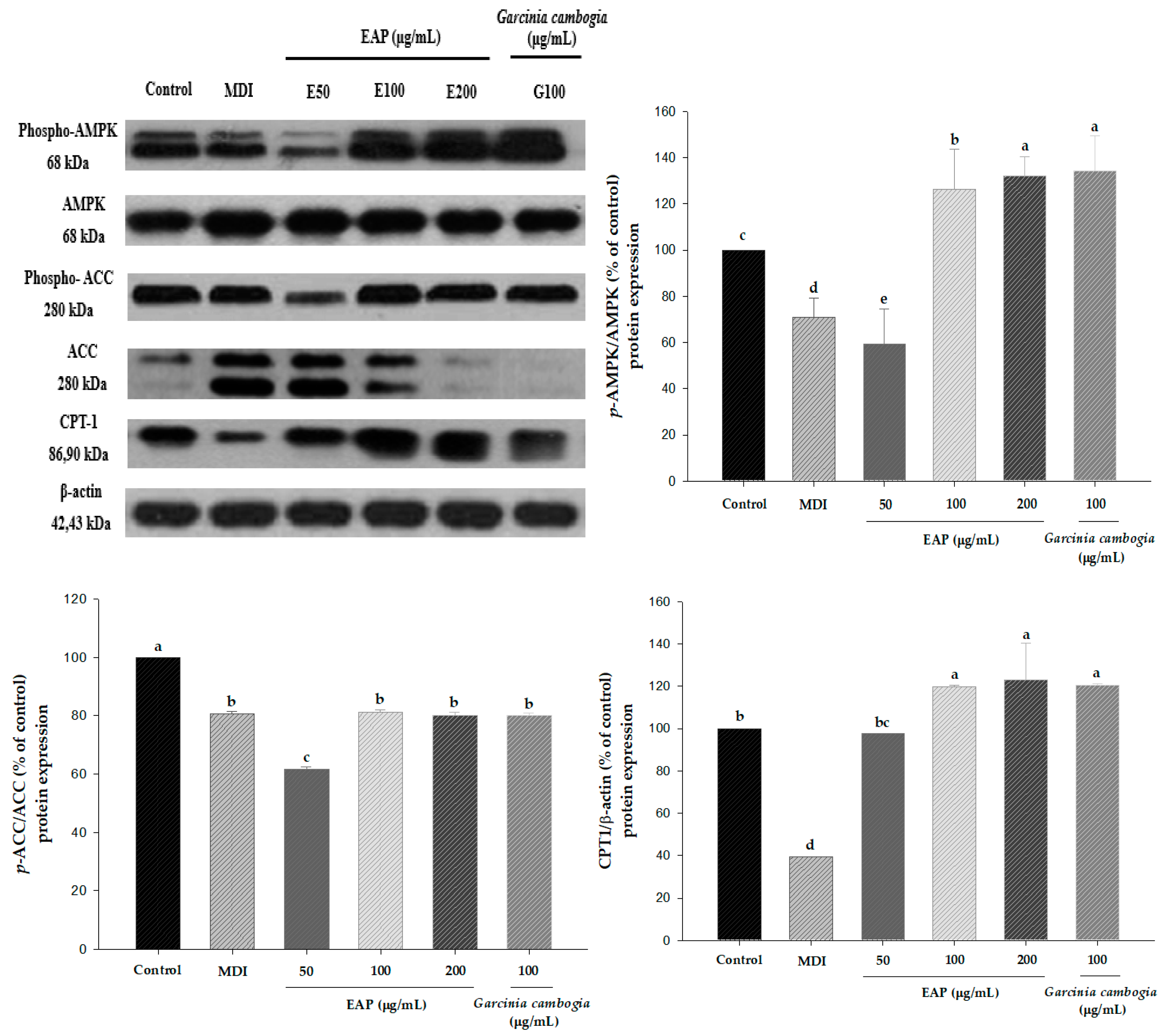 Antioxidants 08 00139 g007