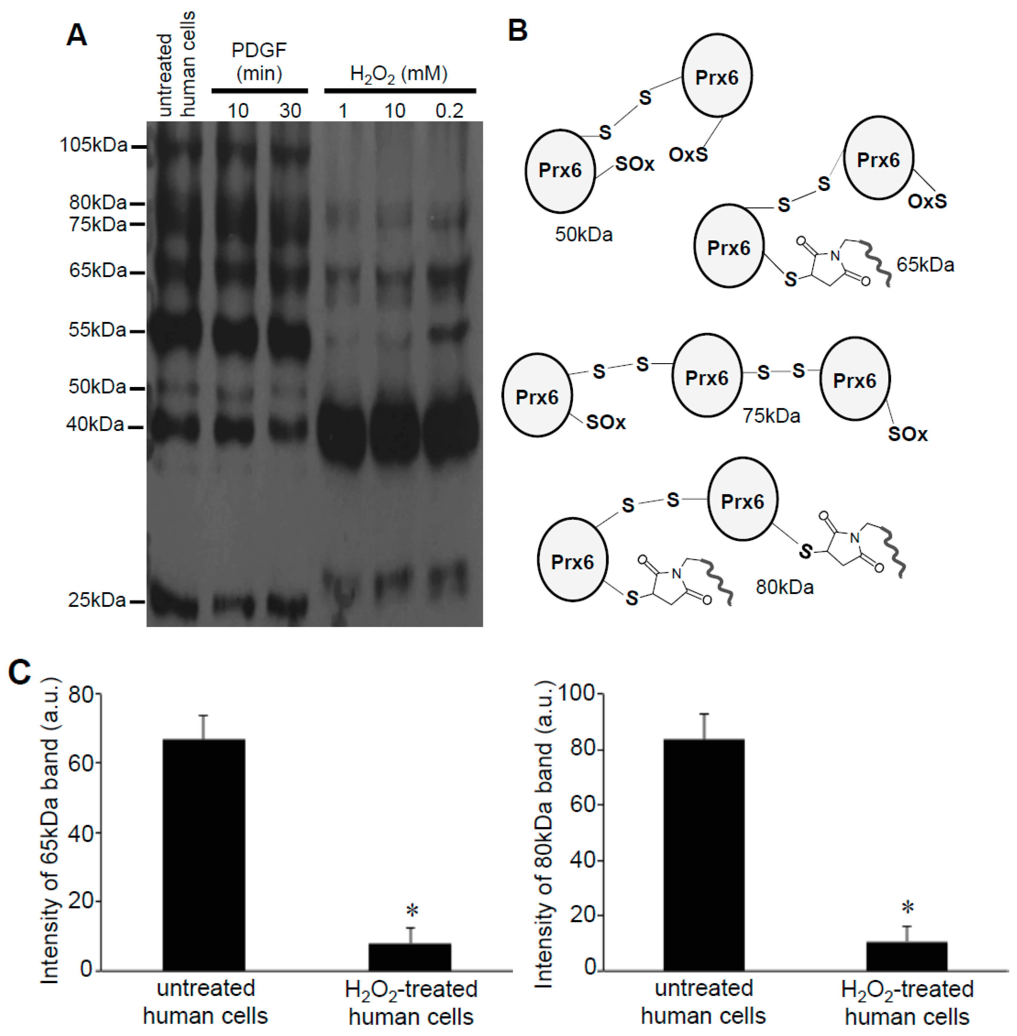 Antioxidants 08 00143 g005