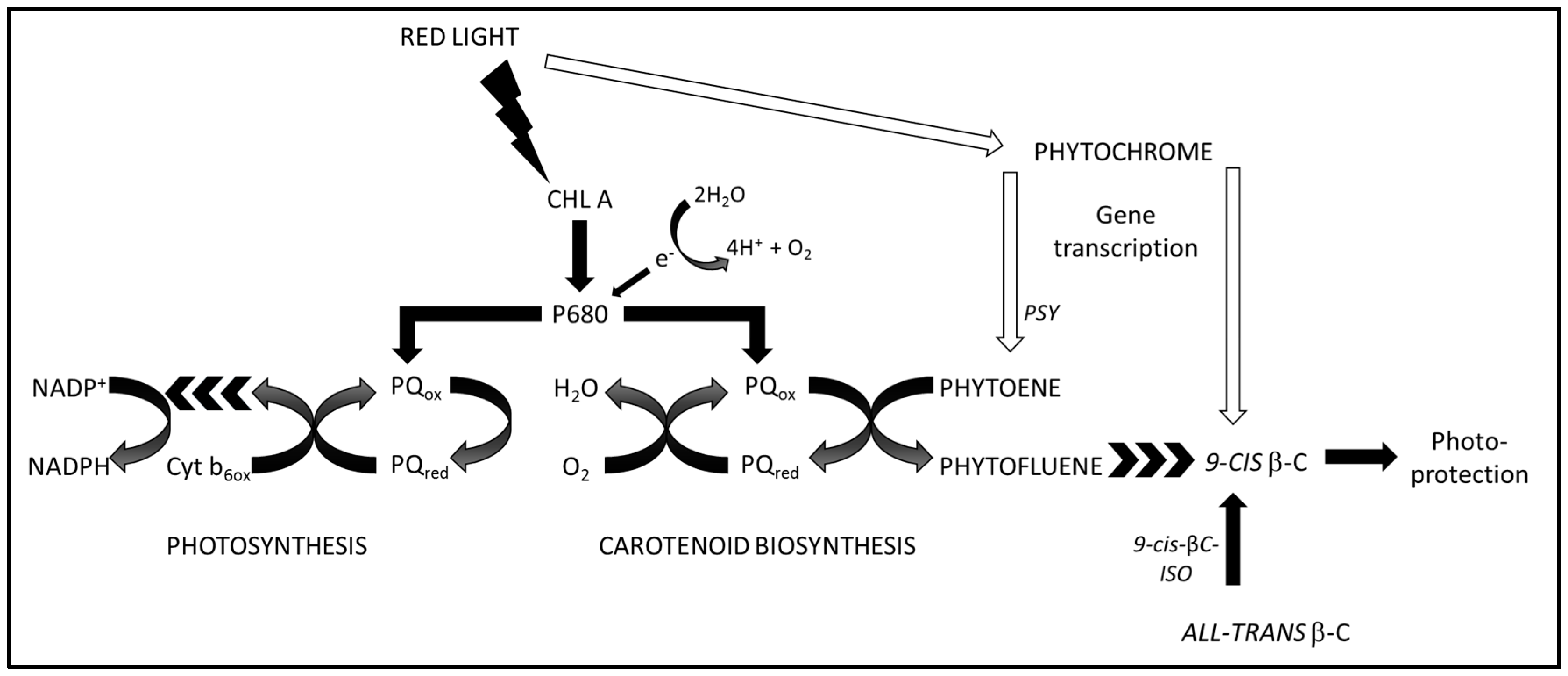 Antioxidants 08 00148 sch001