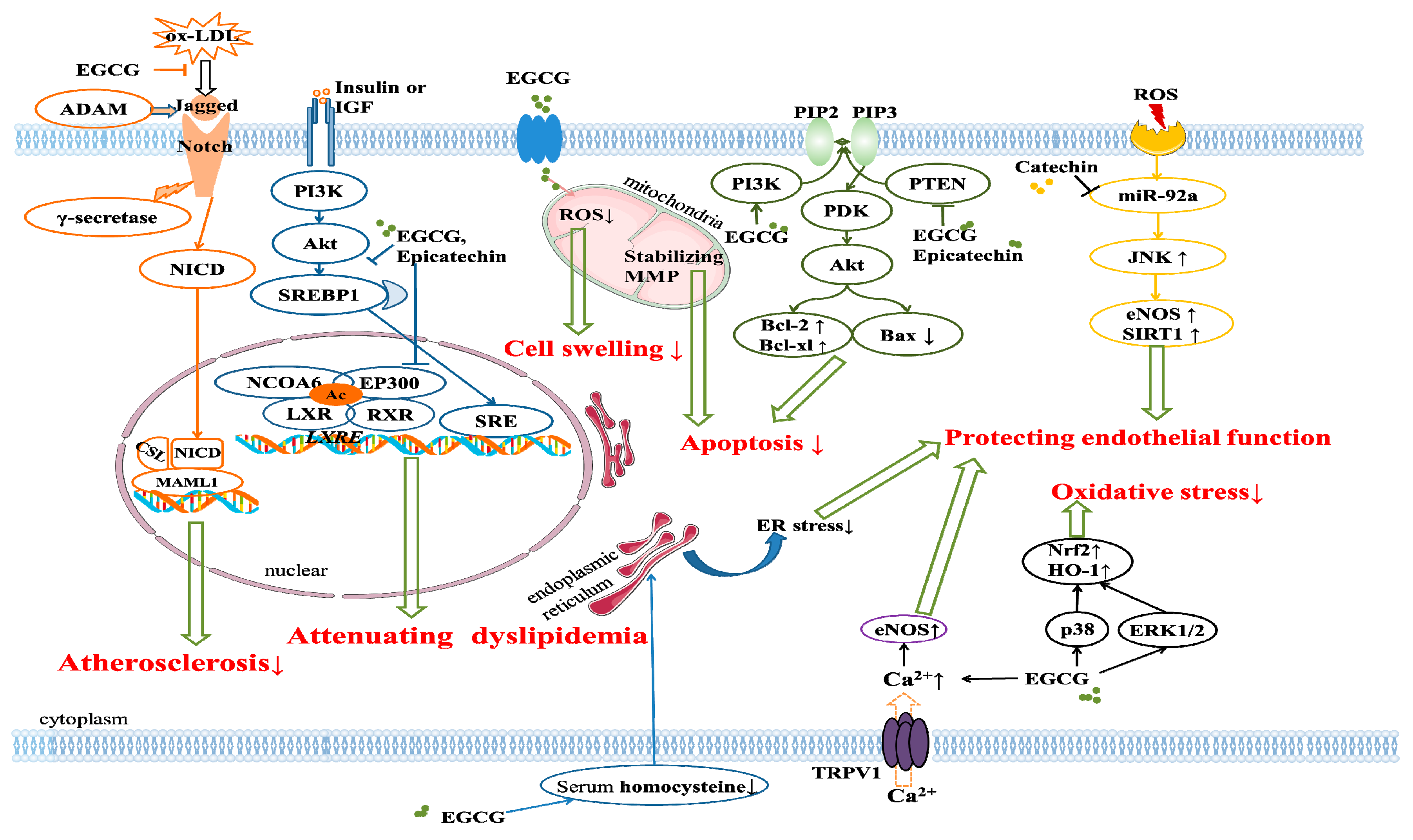 Antioxidants 08 00166 g002