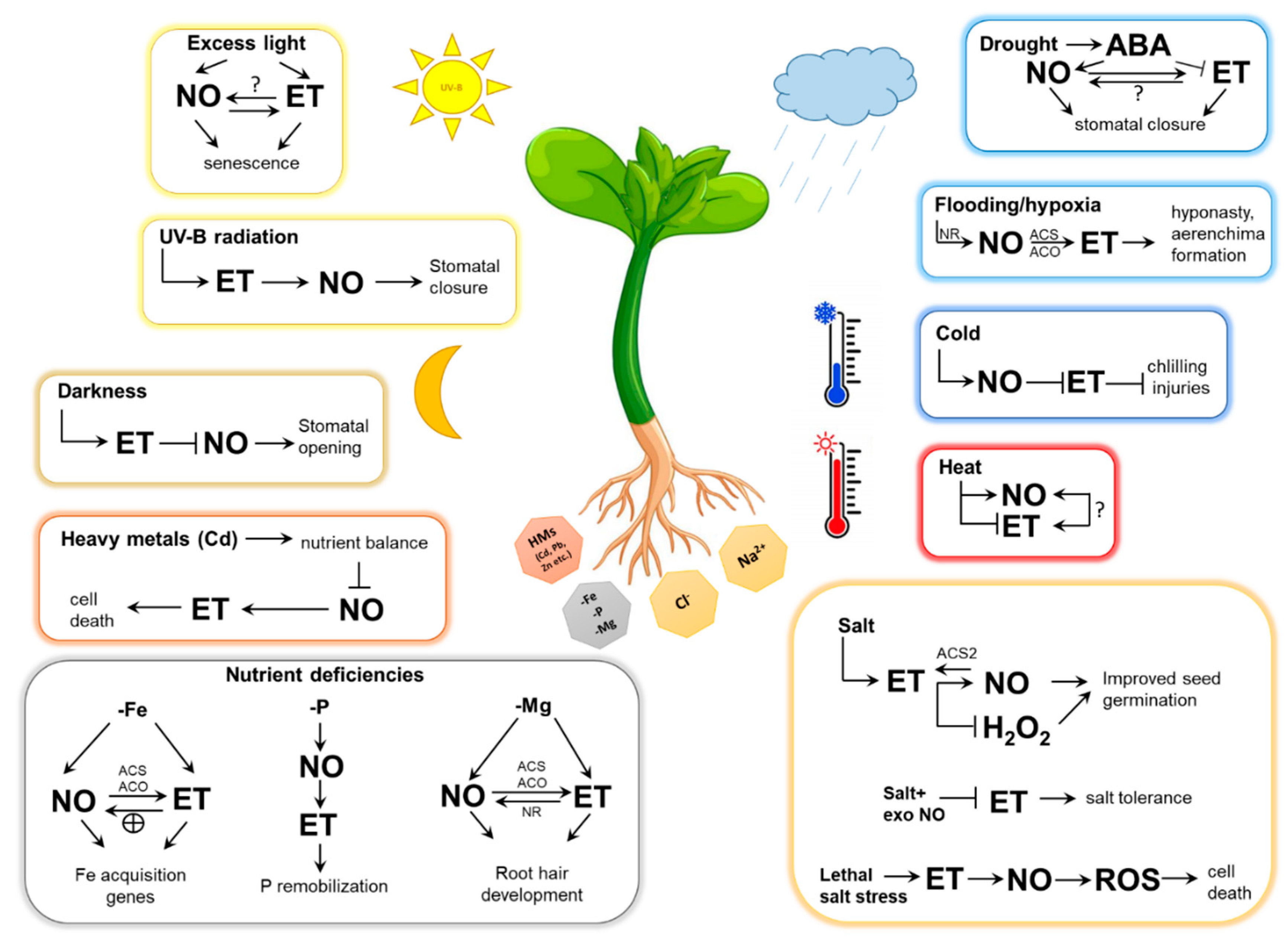 Antioxidants 08 00167 g003
