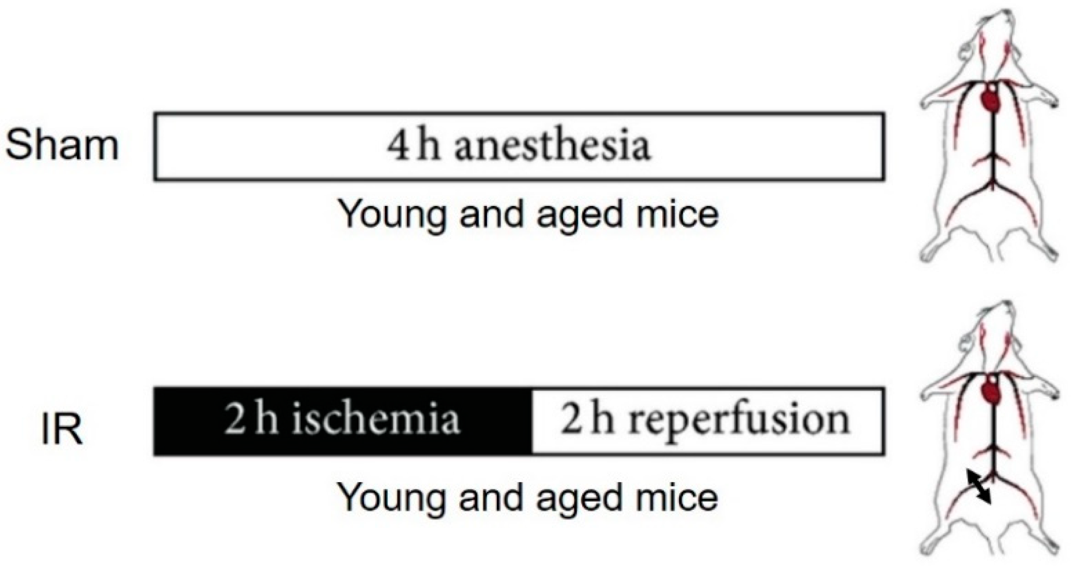 Antioxidants 08 00168 g001