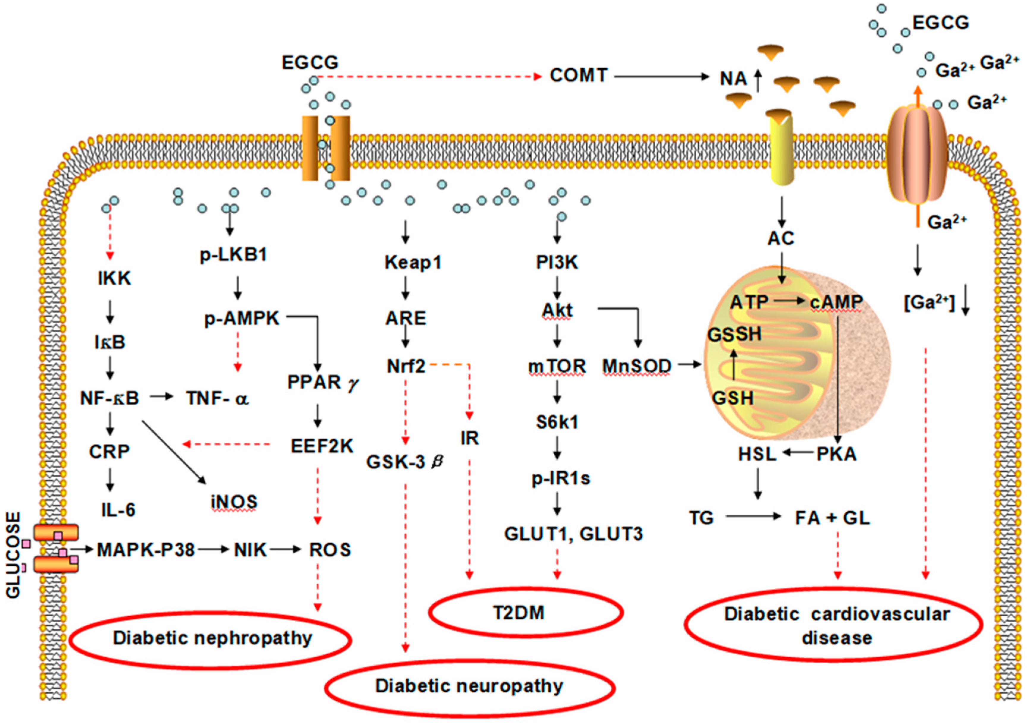 Antioxidants 08 00170 g002 Antioxidants 08 00170 g002