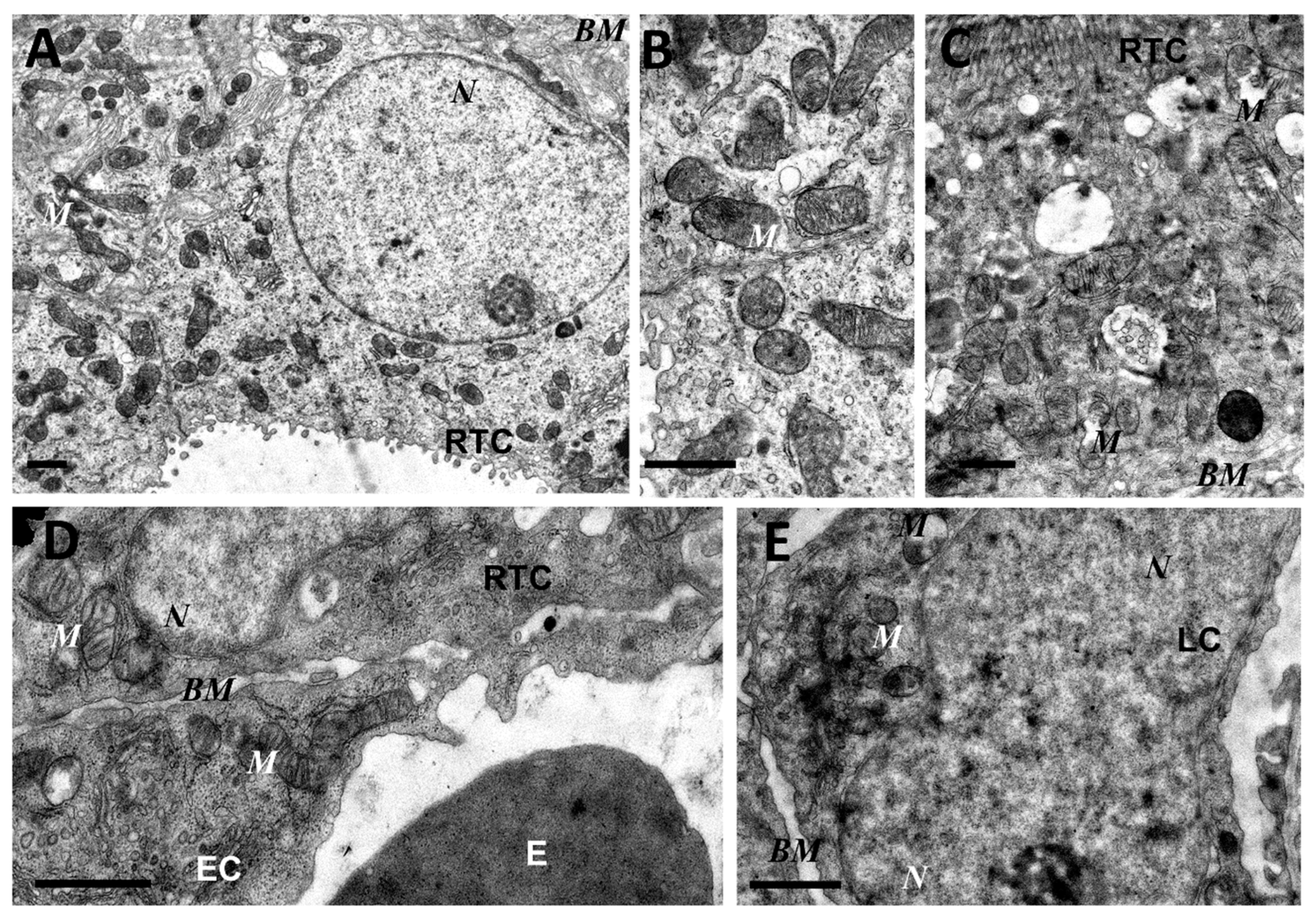 Antioxidants 08 00176 g003
