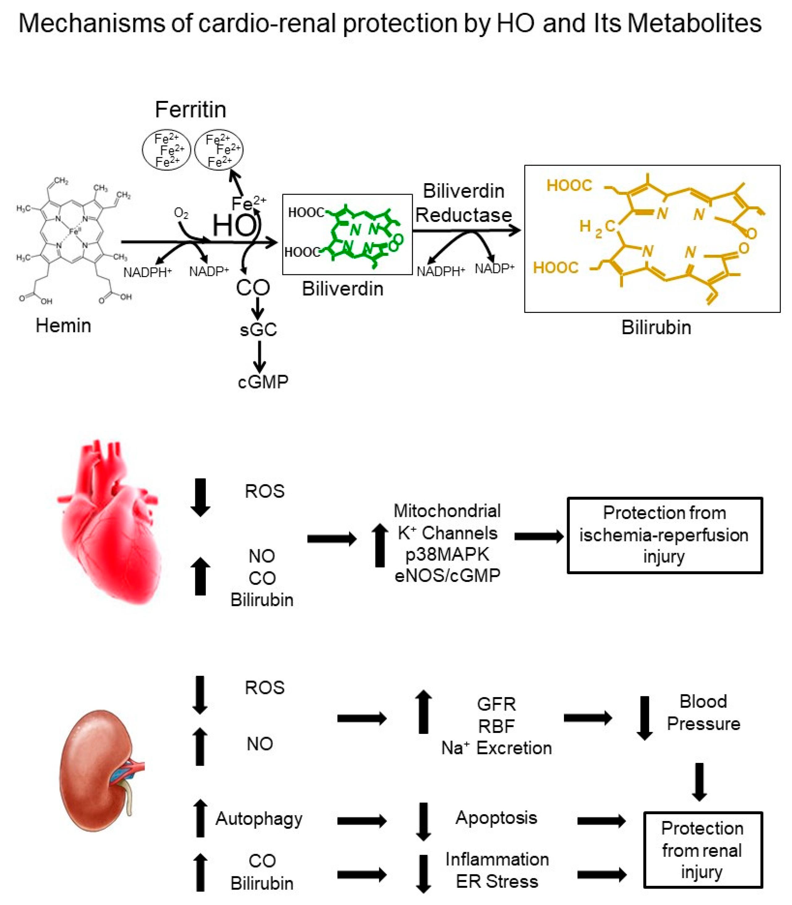 Antioxidants 08 00181 g001 Antioxidants 08 00181 g001