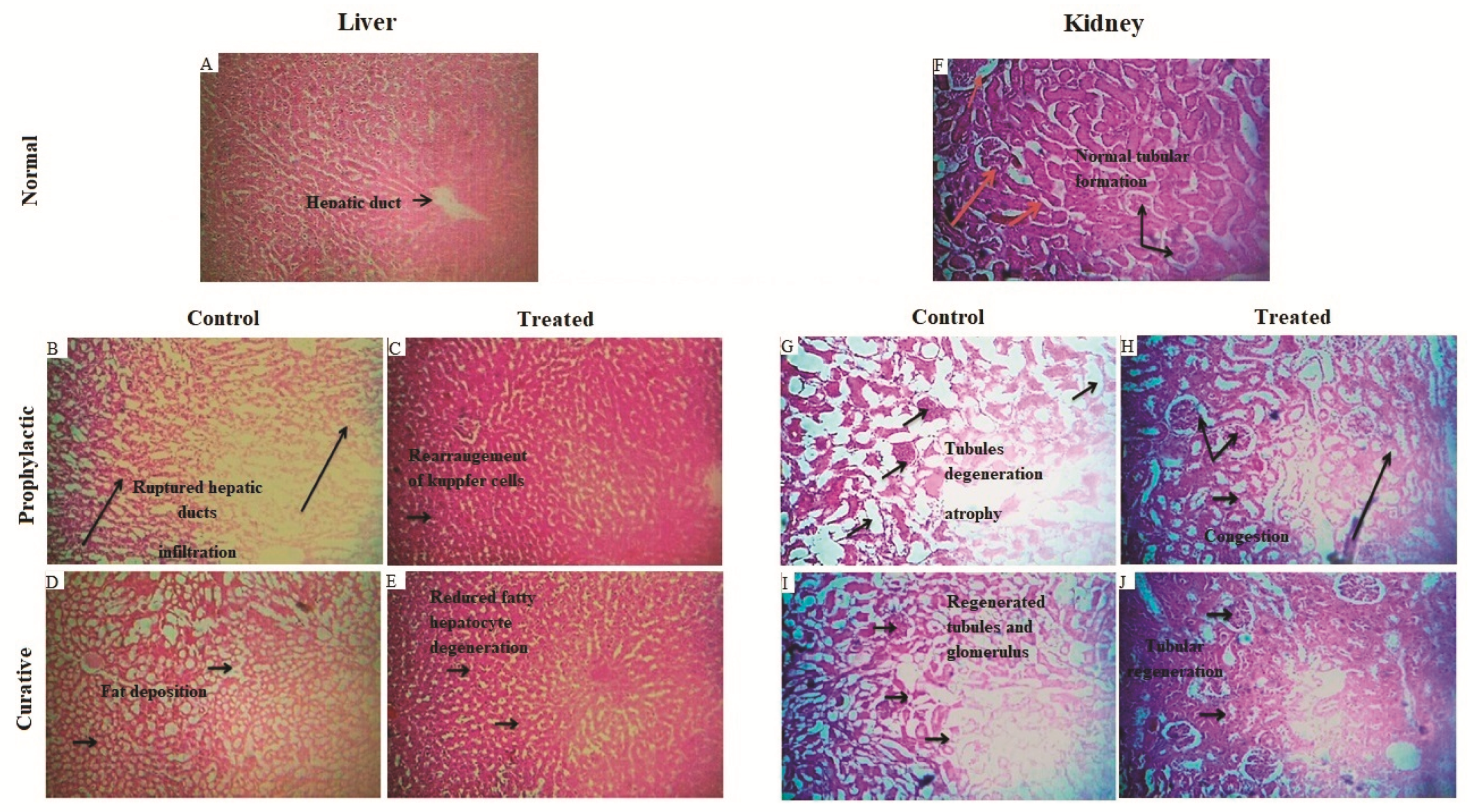 Antioxidants 08 00185 g004