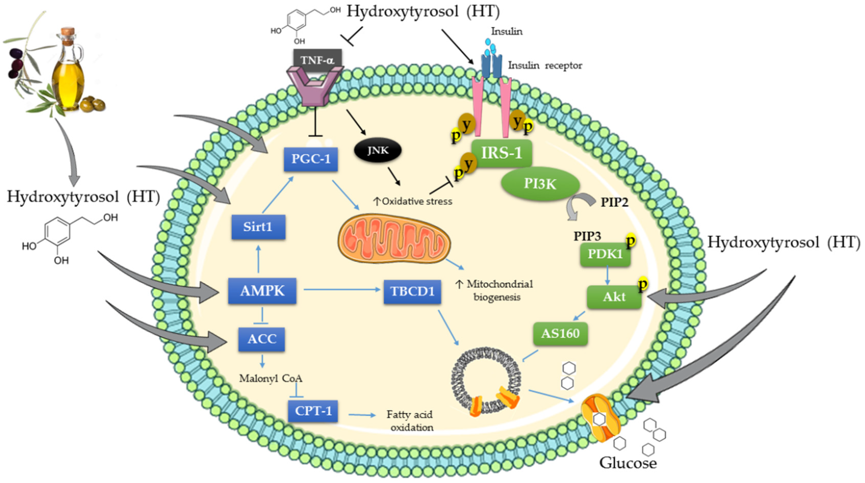 Antioxidants 08 00188 g002