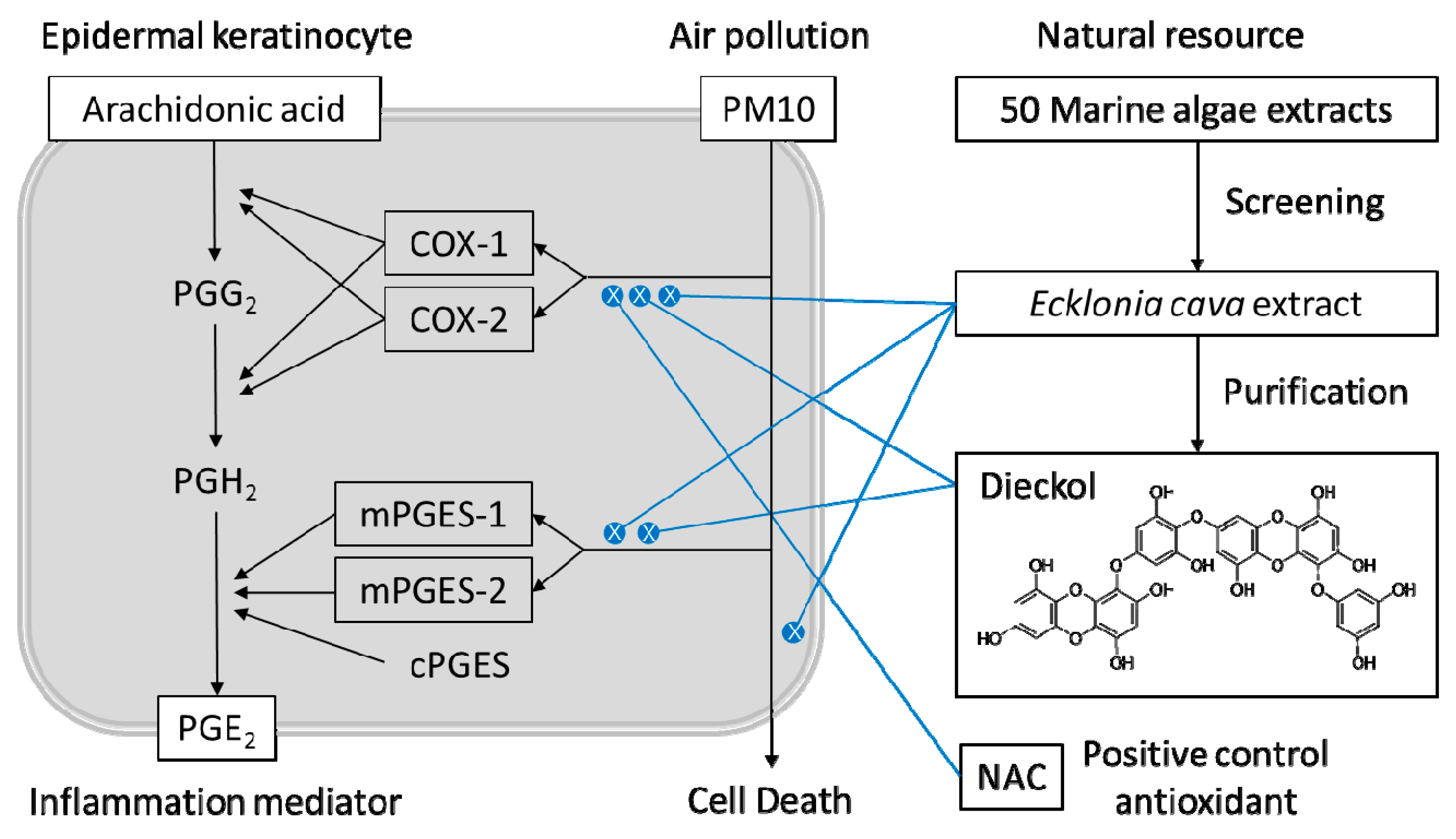 Antioxidants 08 00190 g010