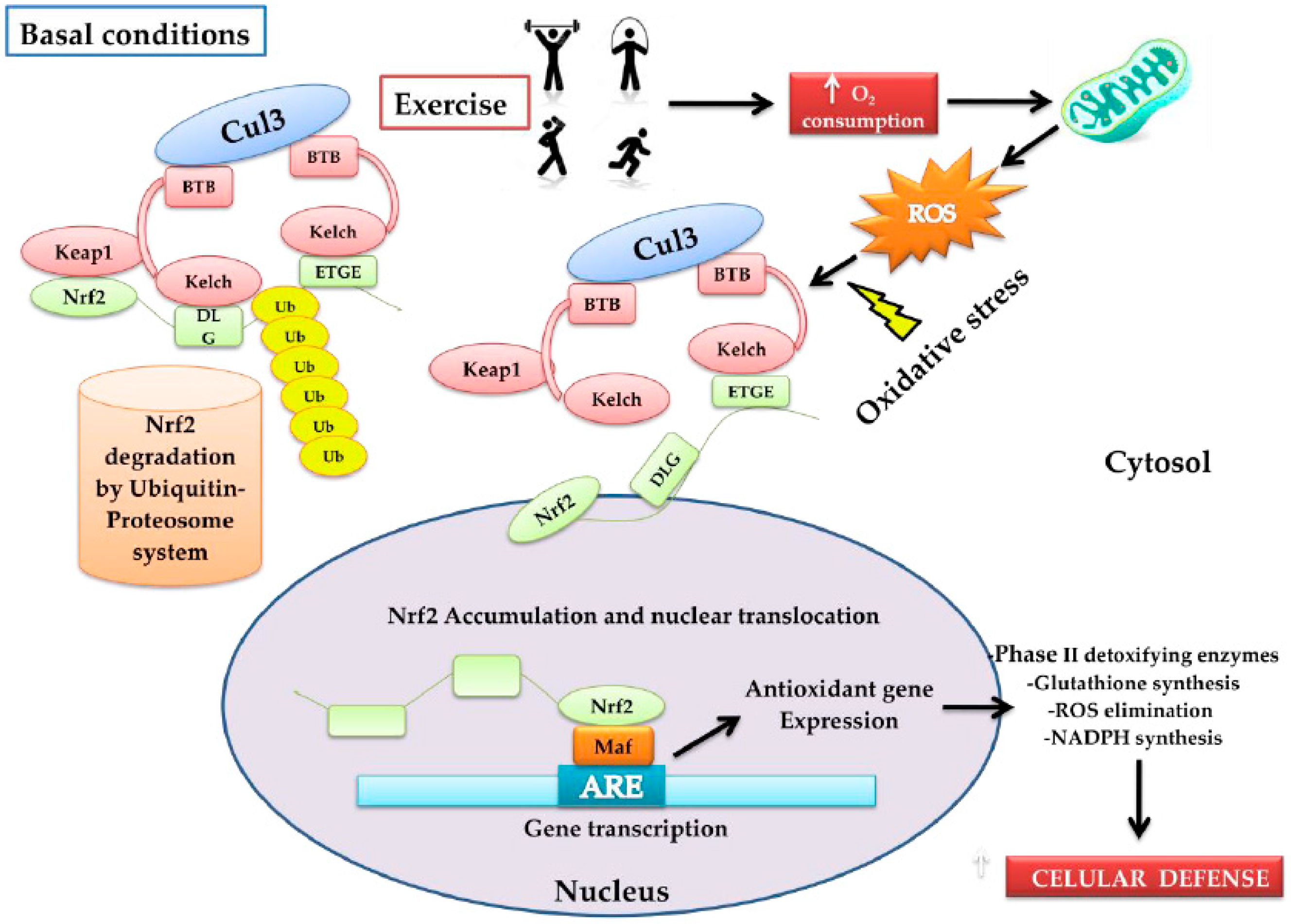 Antioxidants 08 00196 g001