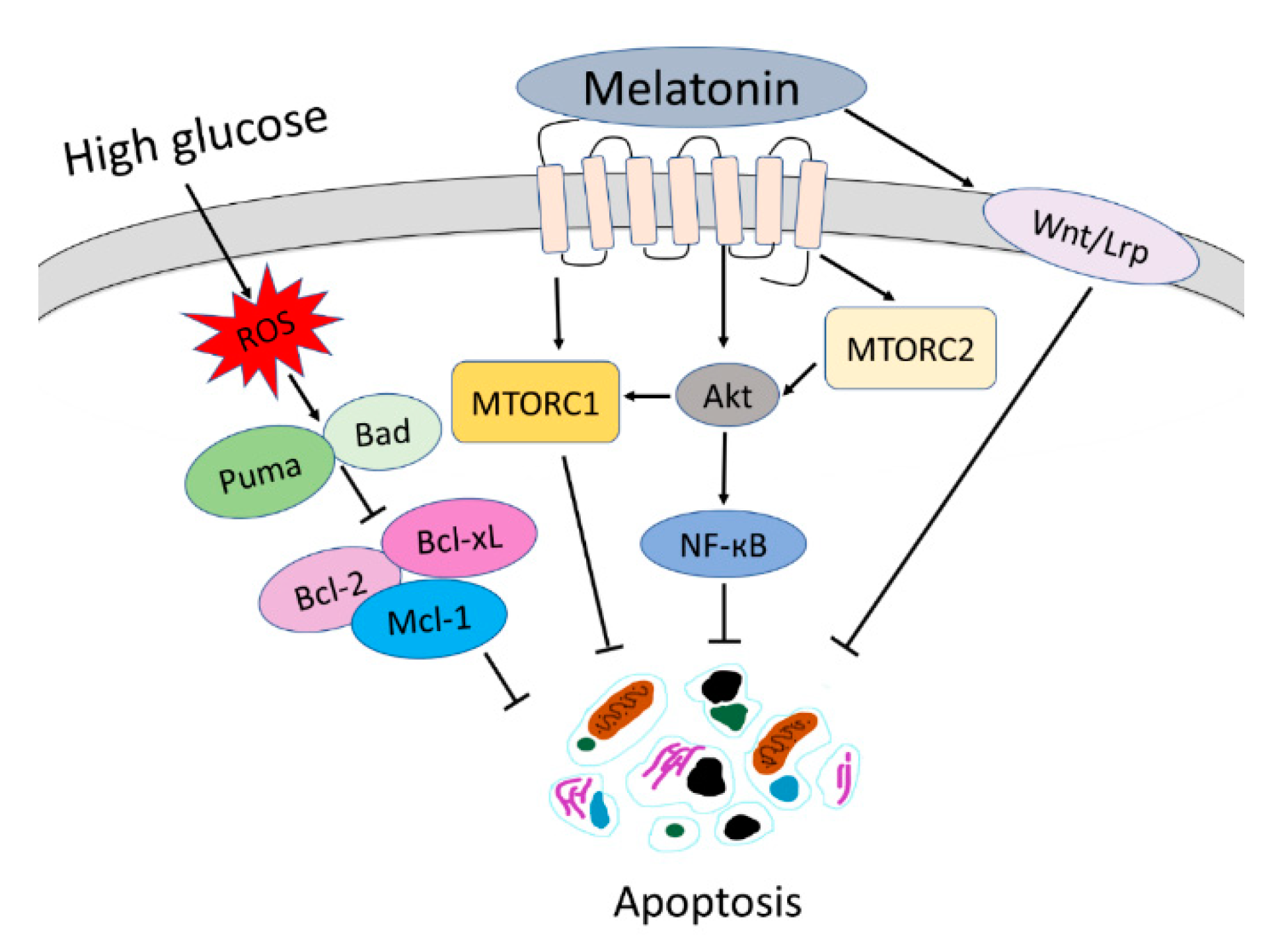 Antioxidants 08 00198 g009
