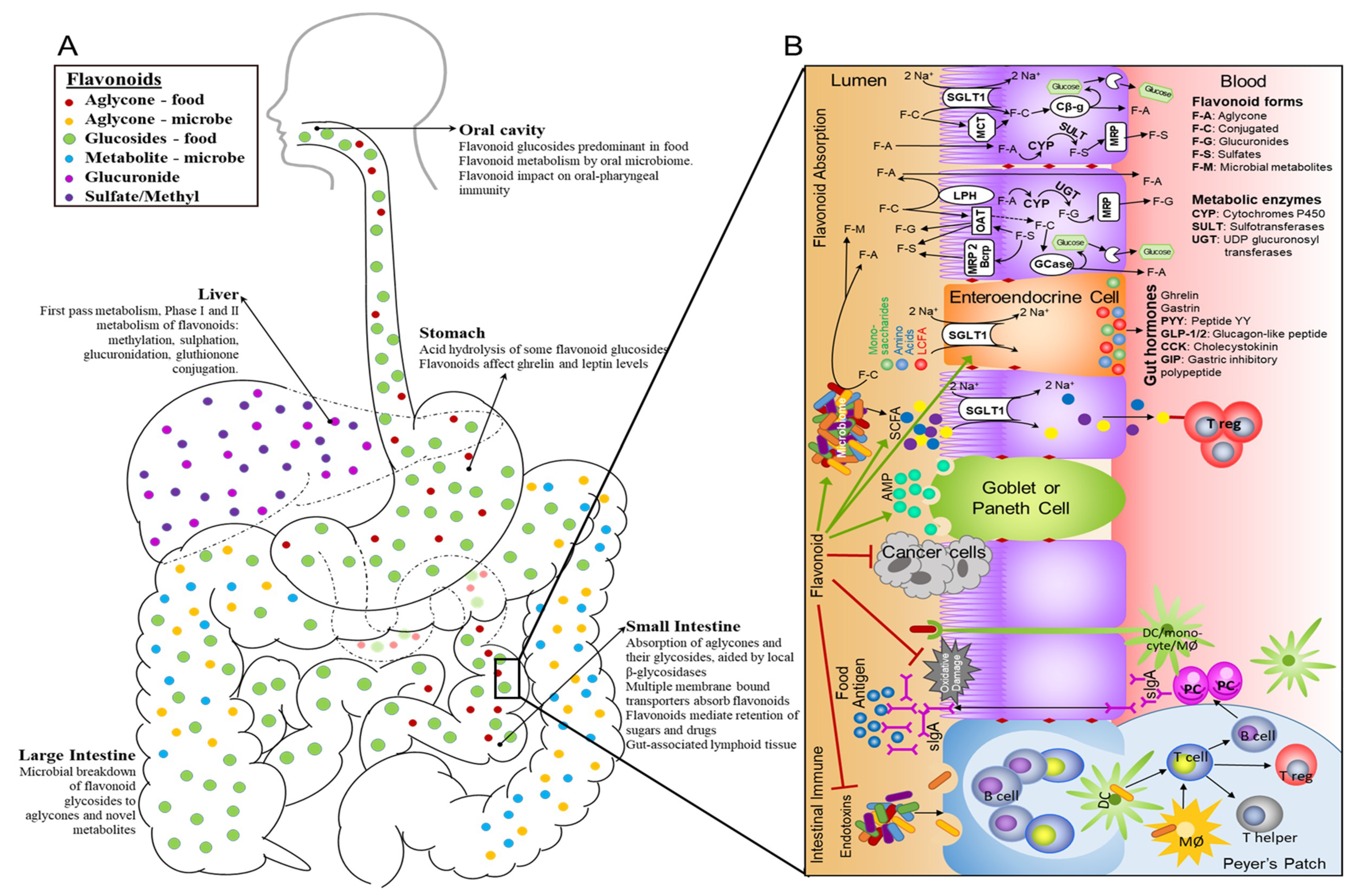 Antioxidants 08 00202 g002