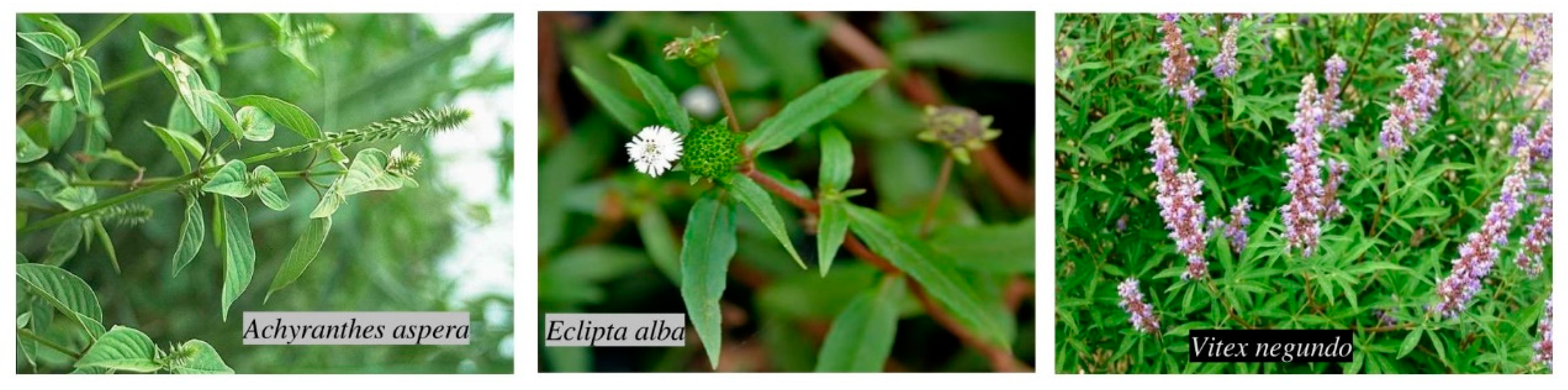 Antioxidants 08 00203 g001