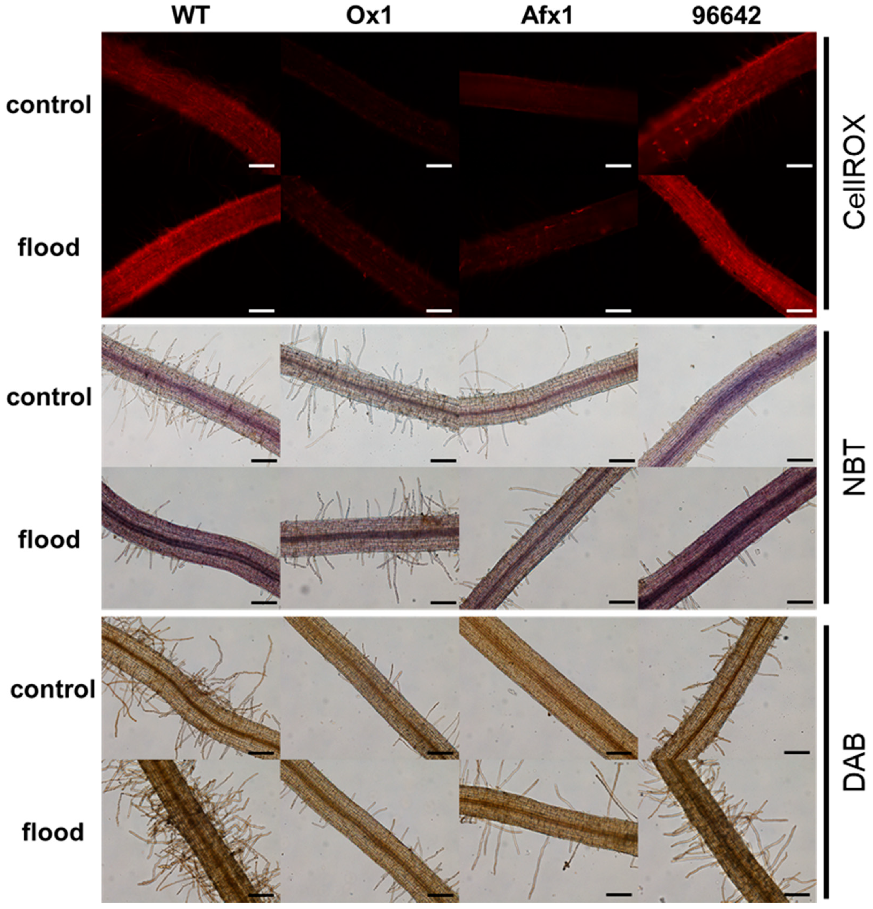 Antioxidants 08 00206 g006 Antioxidants 08 00206 g006