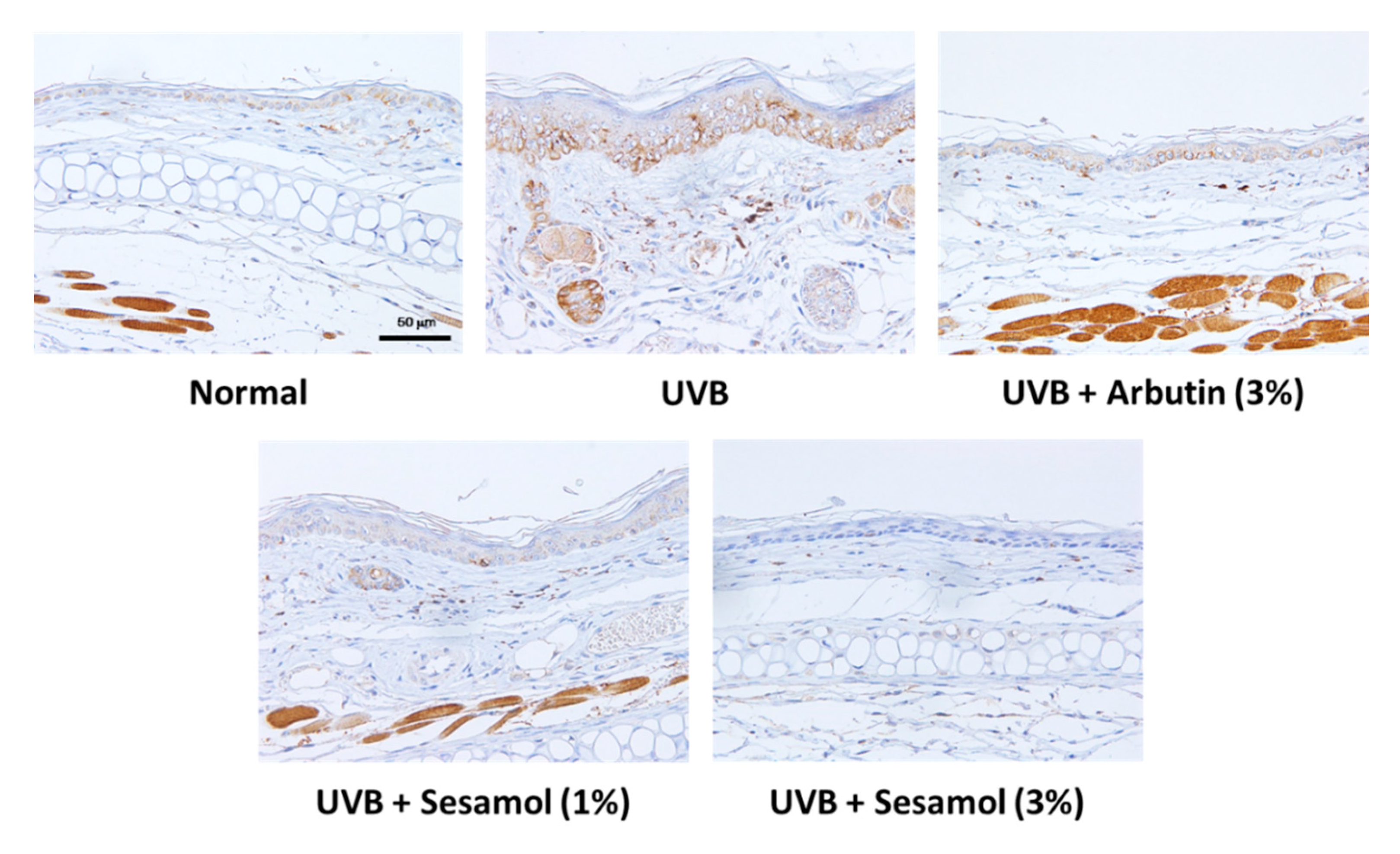 Antioxidants 08 00207 g009a