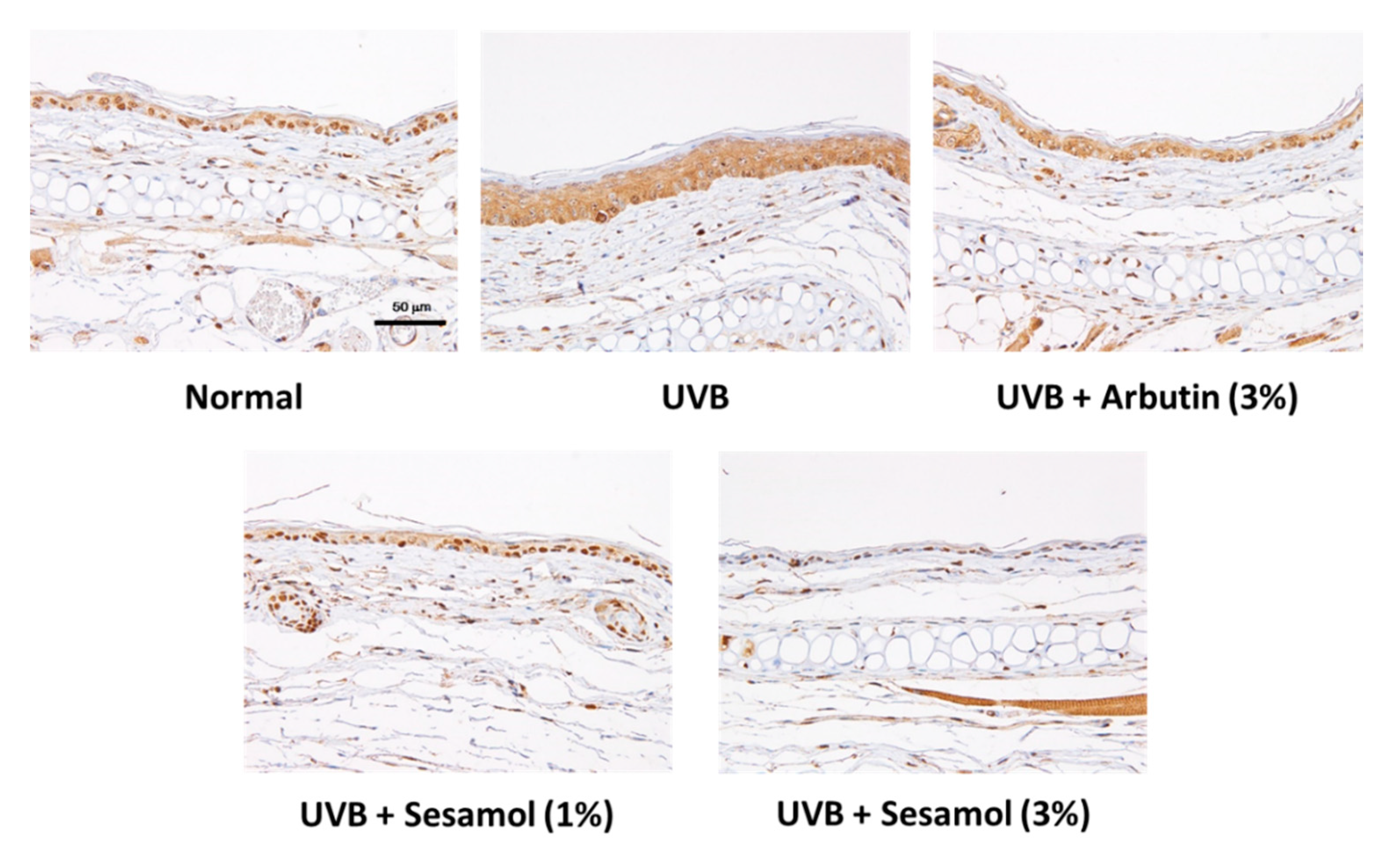 Antioxidants 08 00207 g011a