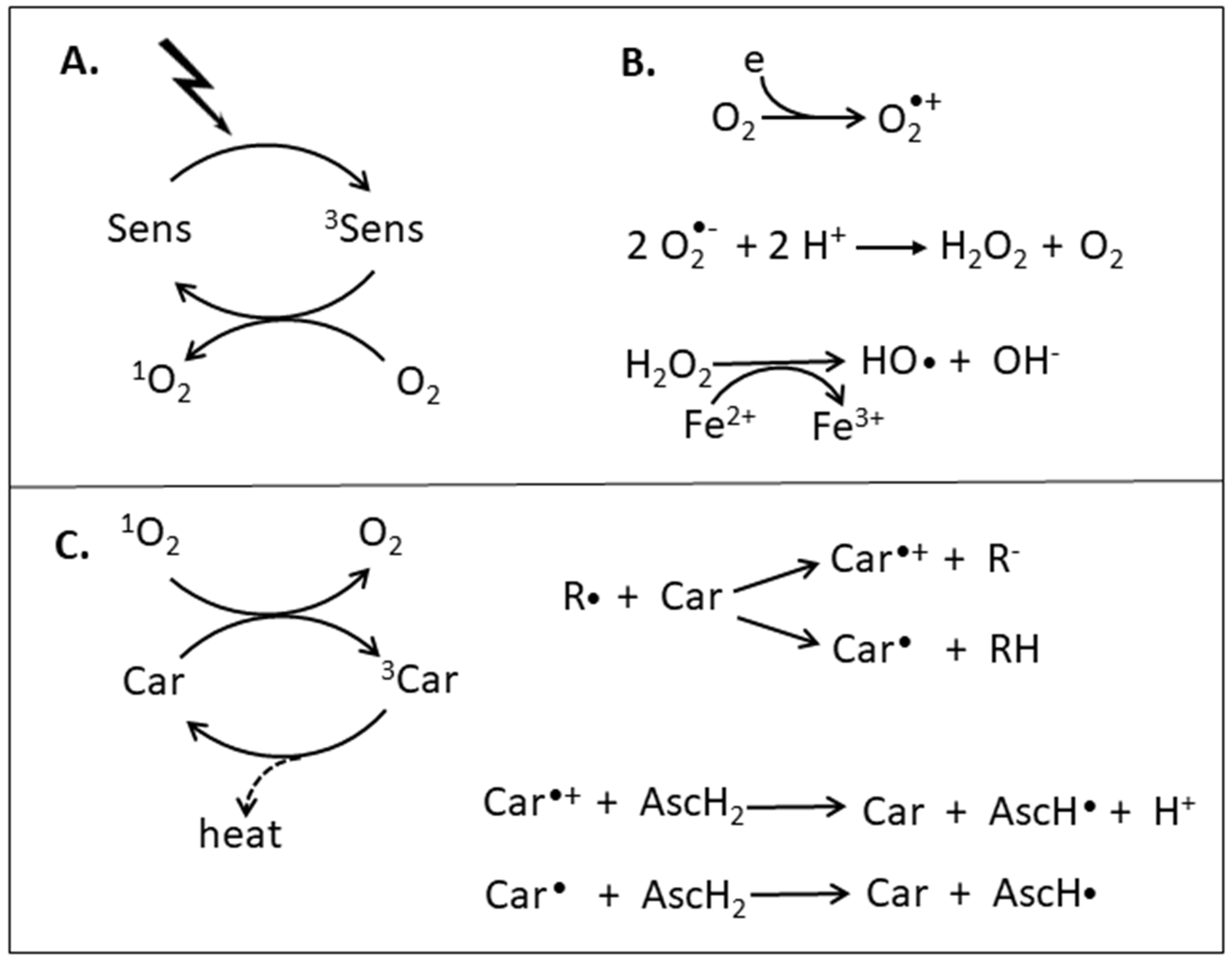 Antioxidants 08 00219 g001